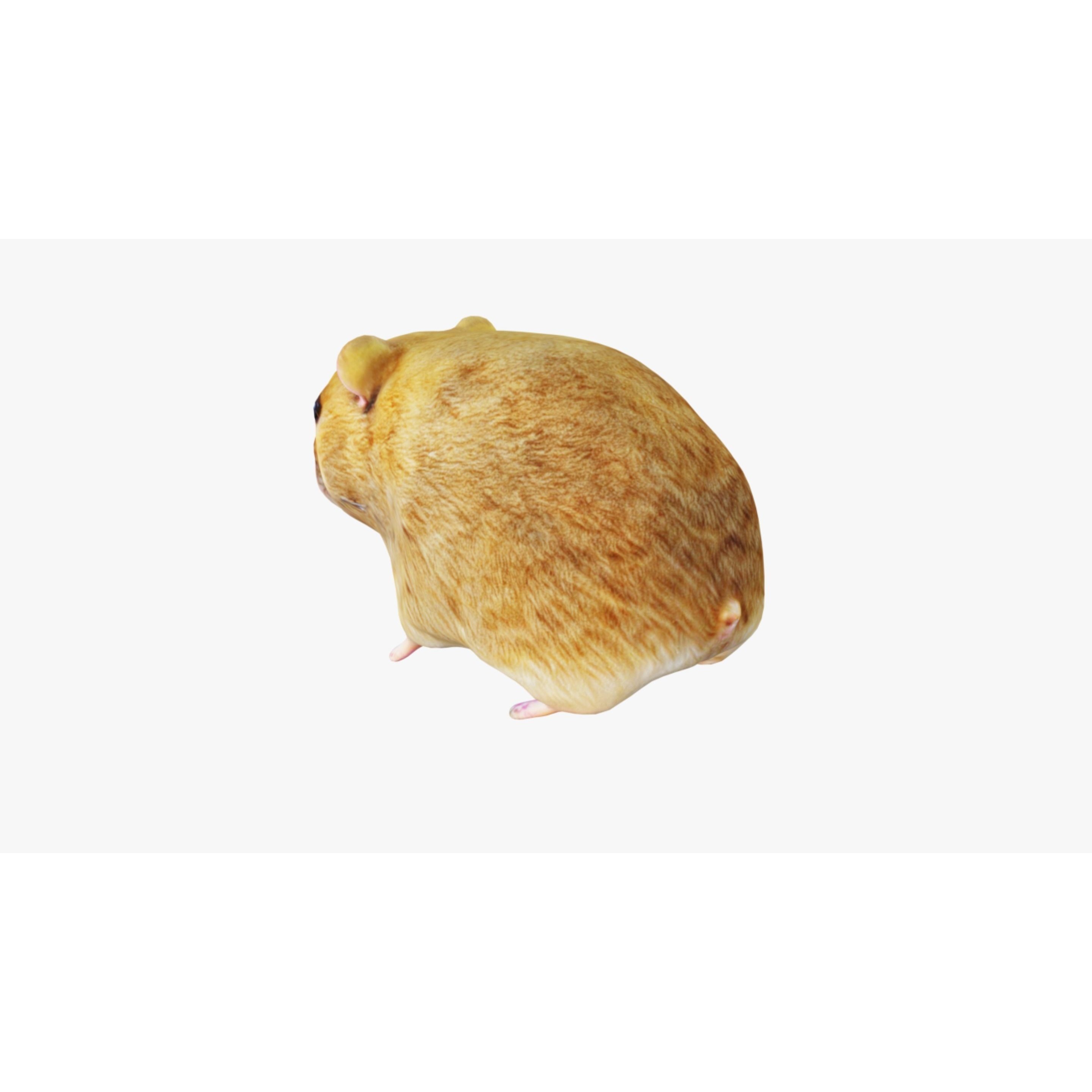Hamster Free 3D model 4