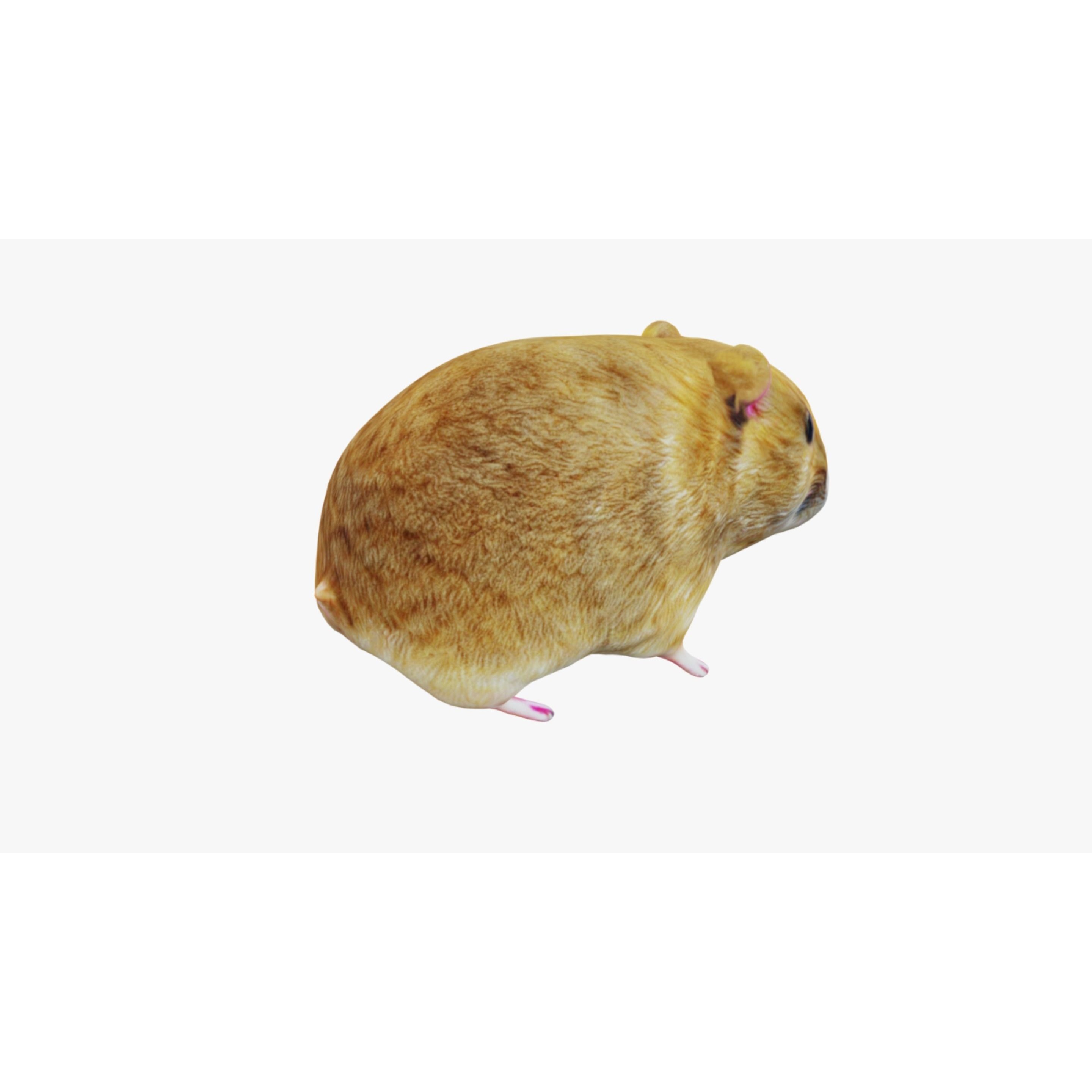 Hamster Free 3D model 5