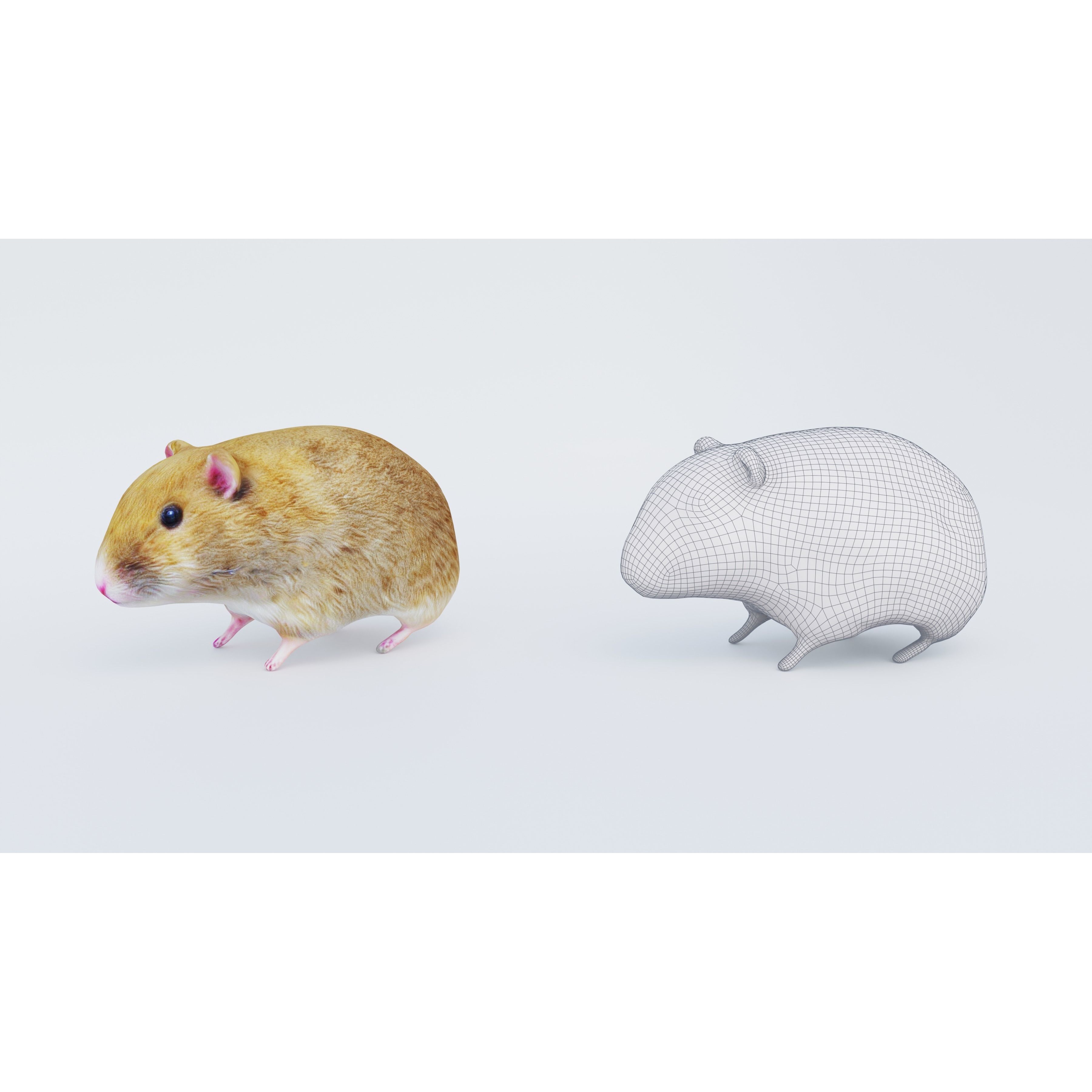 Hamster Free 3D model 6