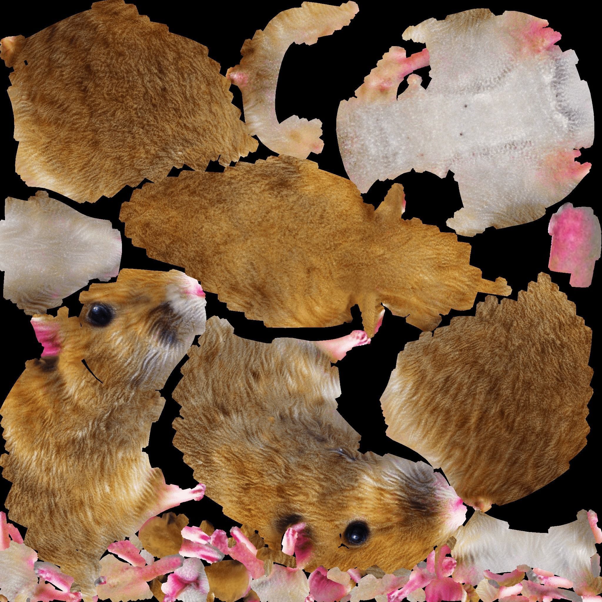 Hamster Free 3D model 8
