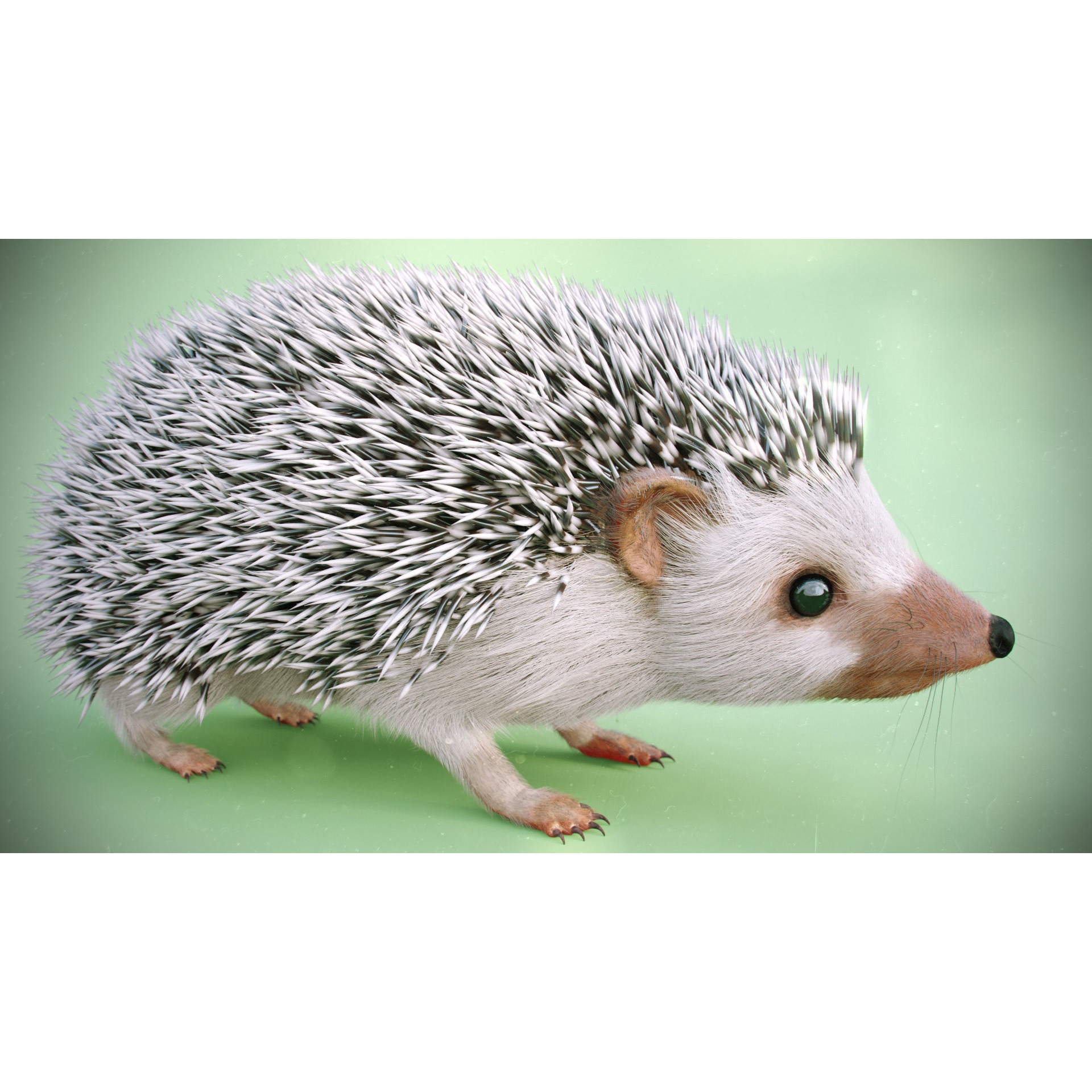 Hedgehog for Vray and Octane 3D model 6