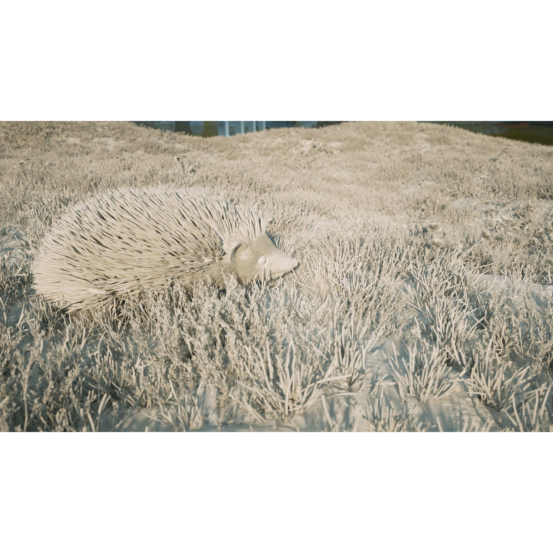 Hedgehog for Vray and Octane 3D model 8