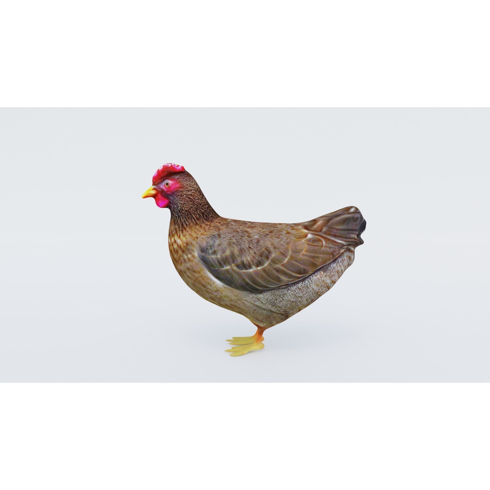 Hen Animal Free 3D model 2