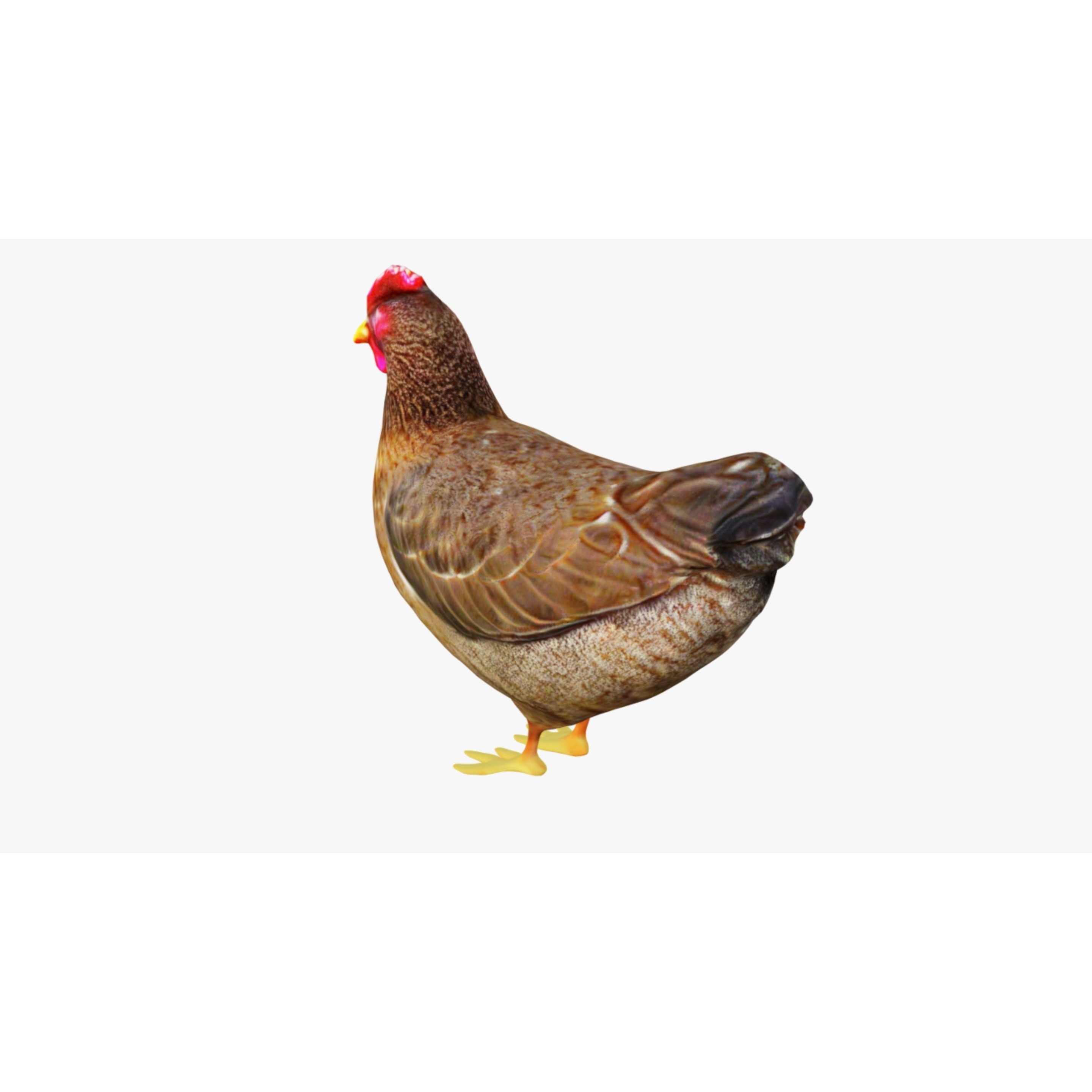 Hen Animal Free 3D model 4