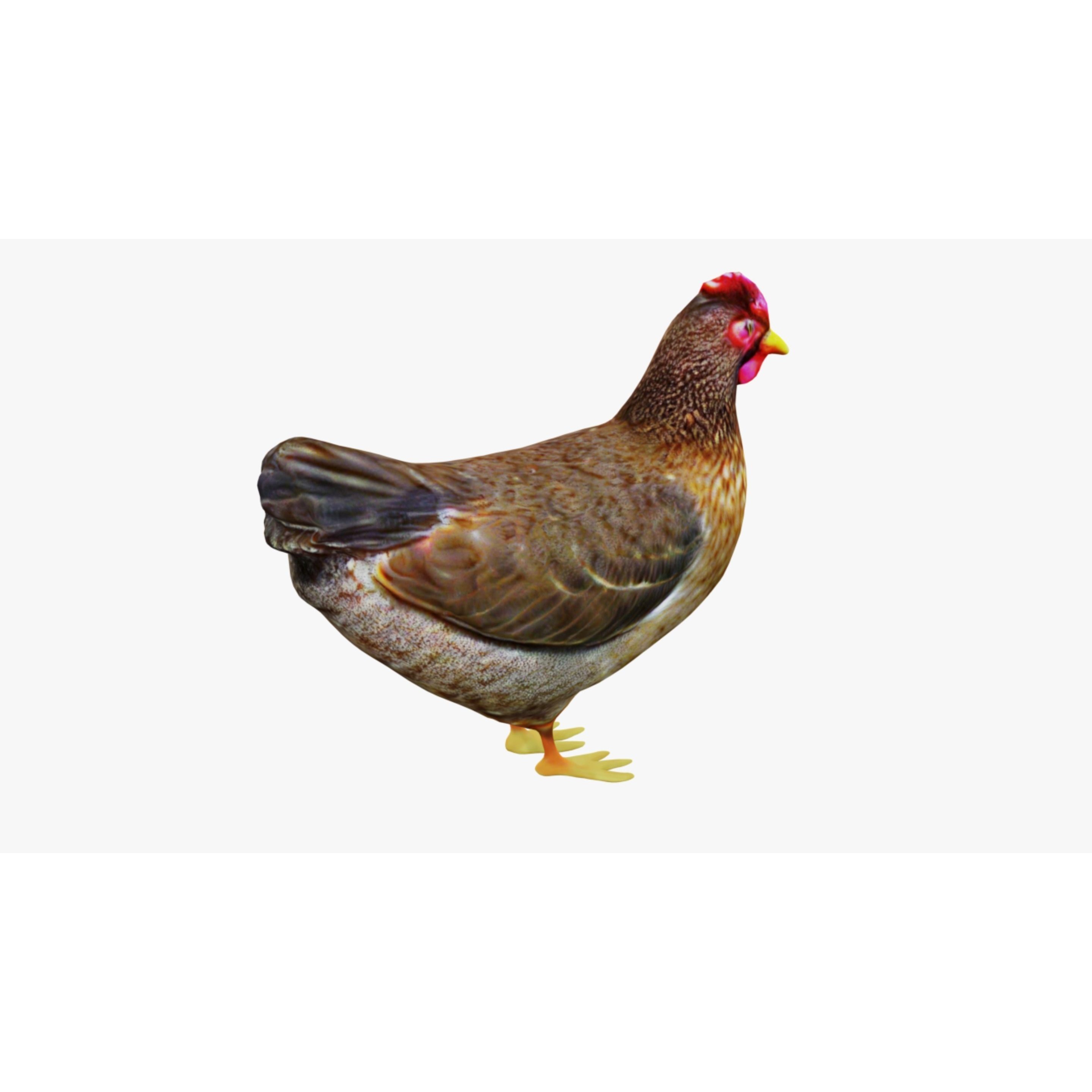 Hen Animal Free 3D model 5