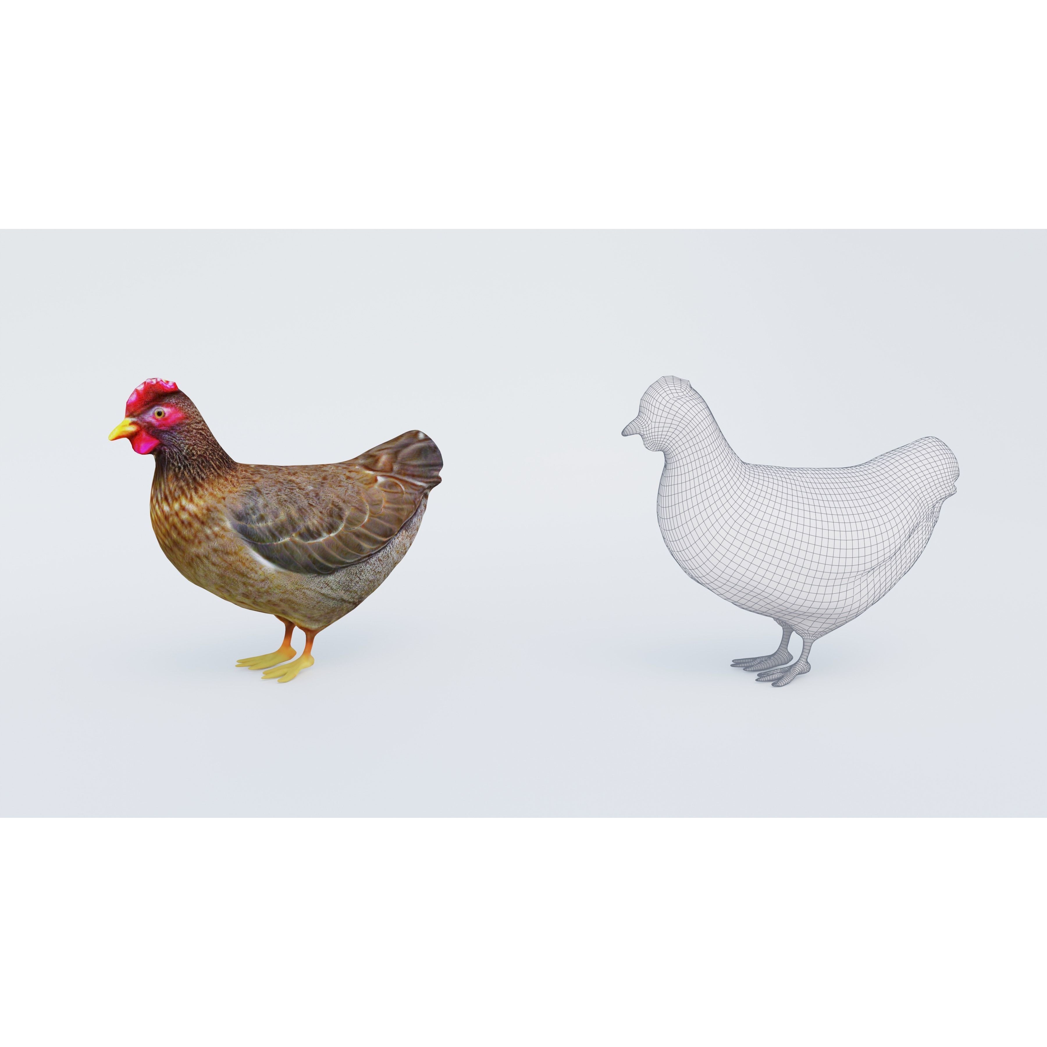 Hen Animal Free 3D model 6
