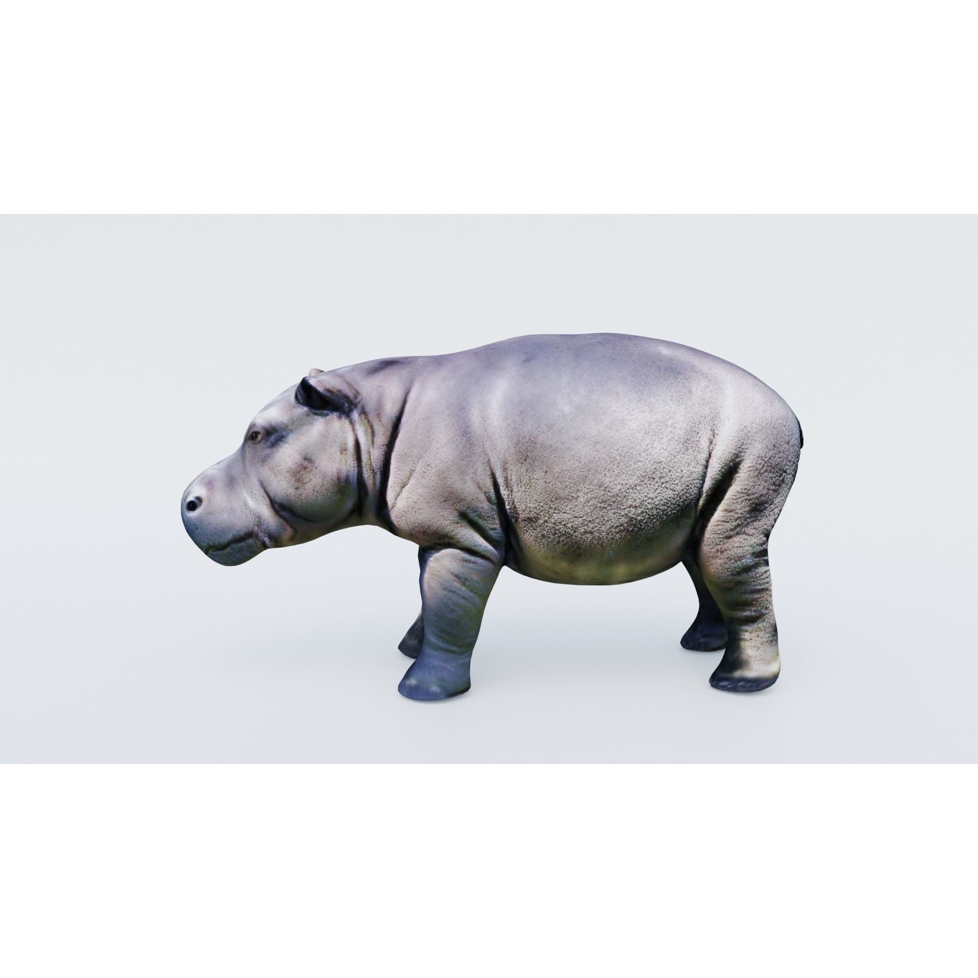 Hippopotamus Free 3D model 2