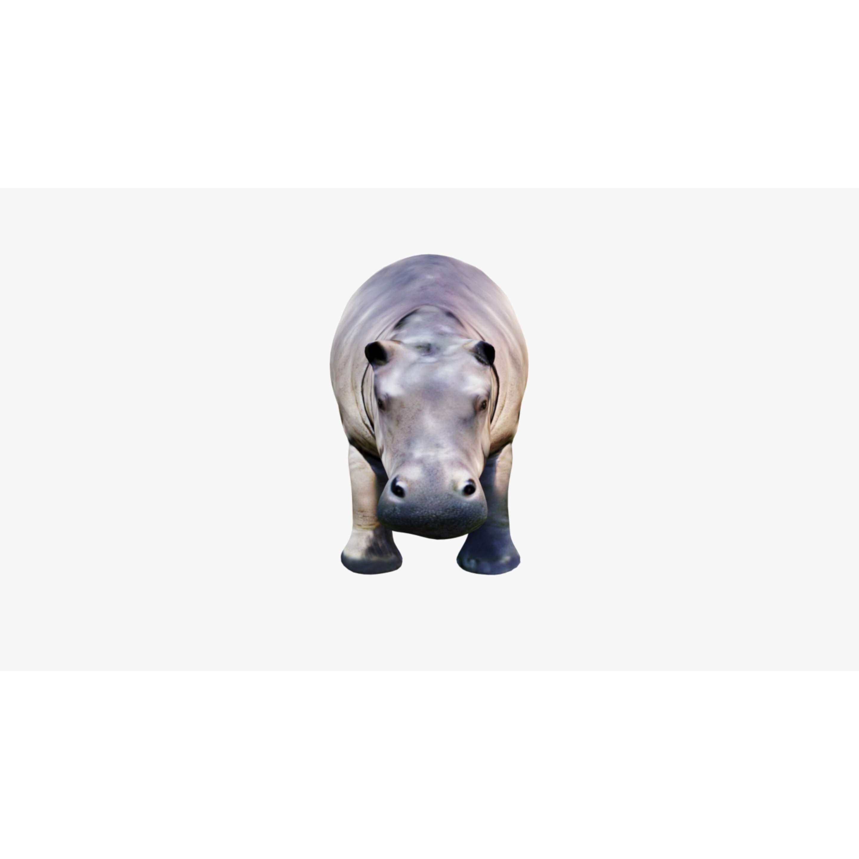Hippopotamus Free 3D model 3