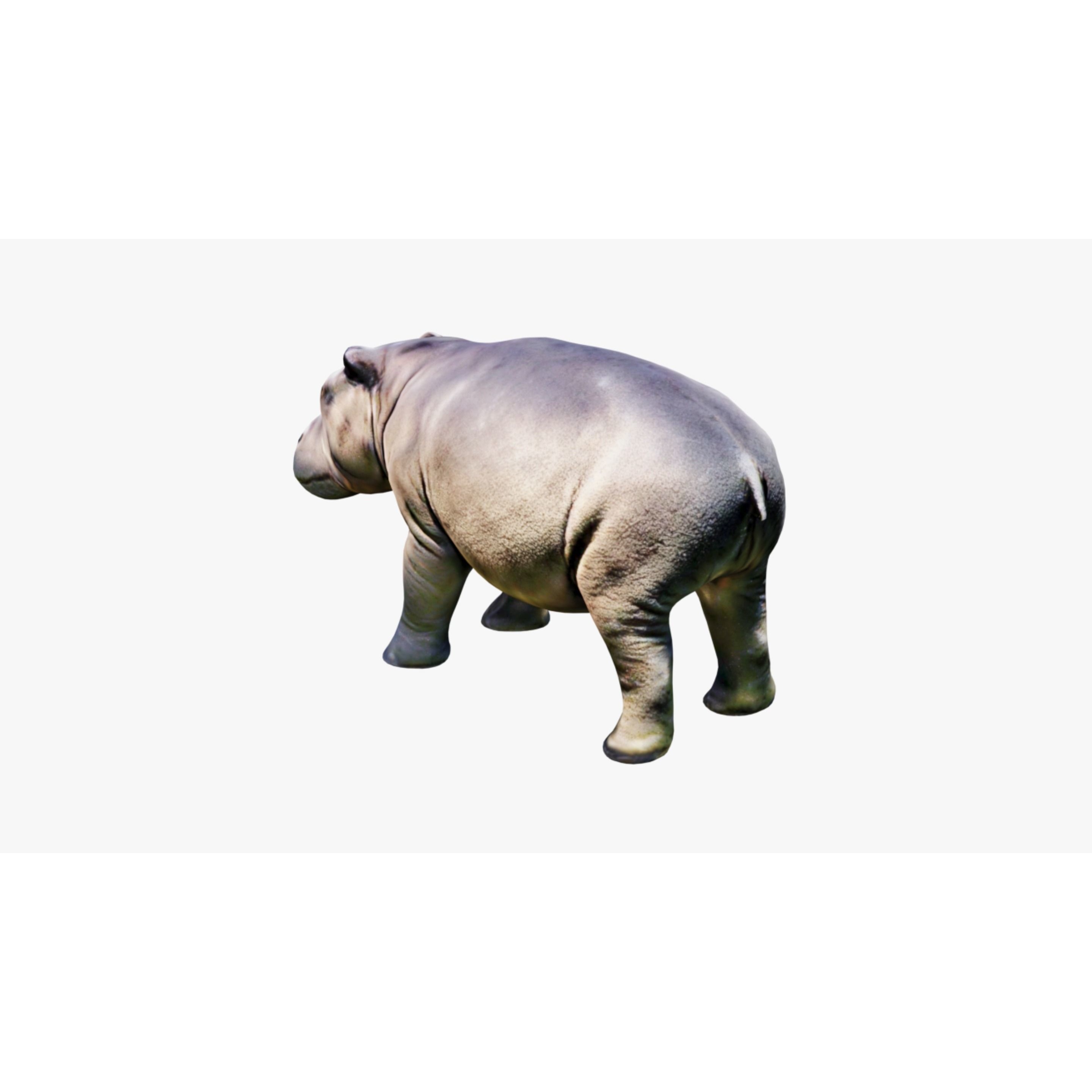 Hippopotamus Free 3D model 4