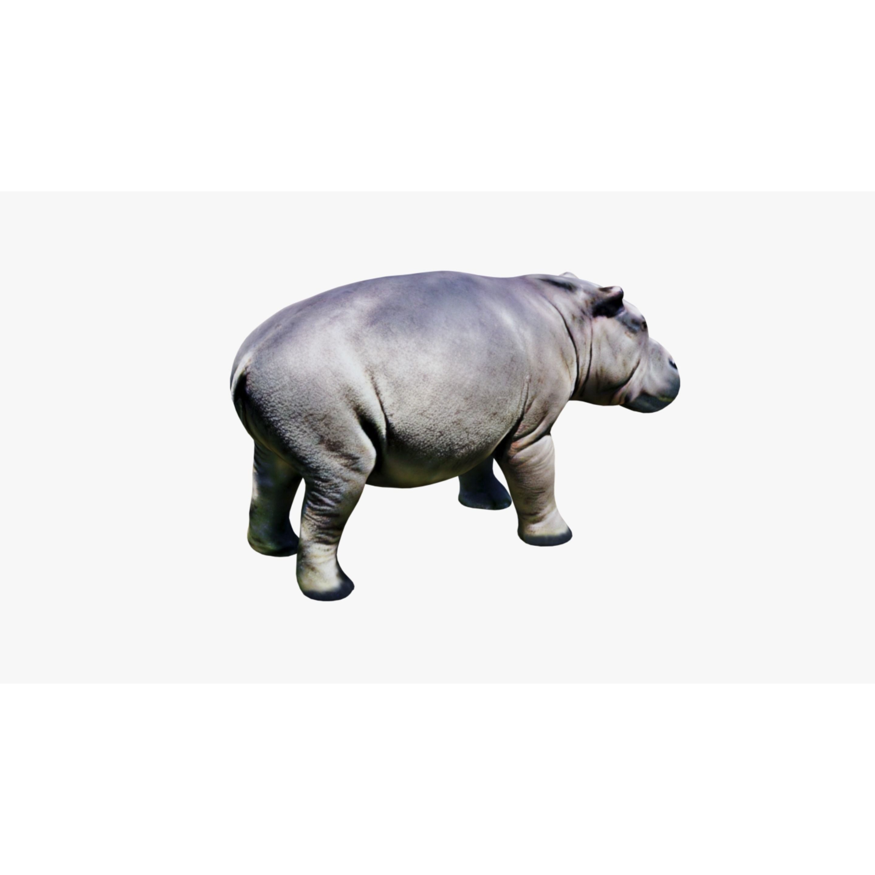 Hippopotamus Free 3D model 5