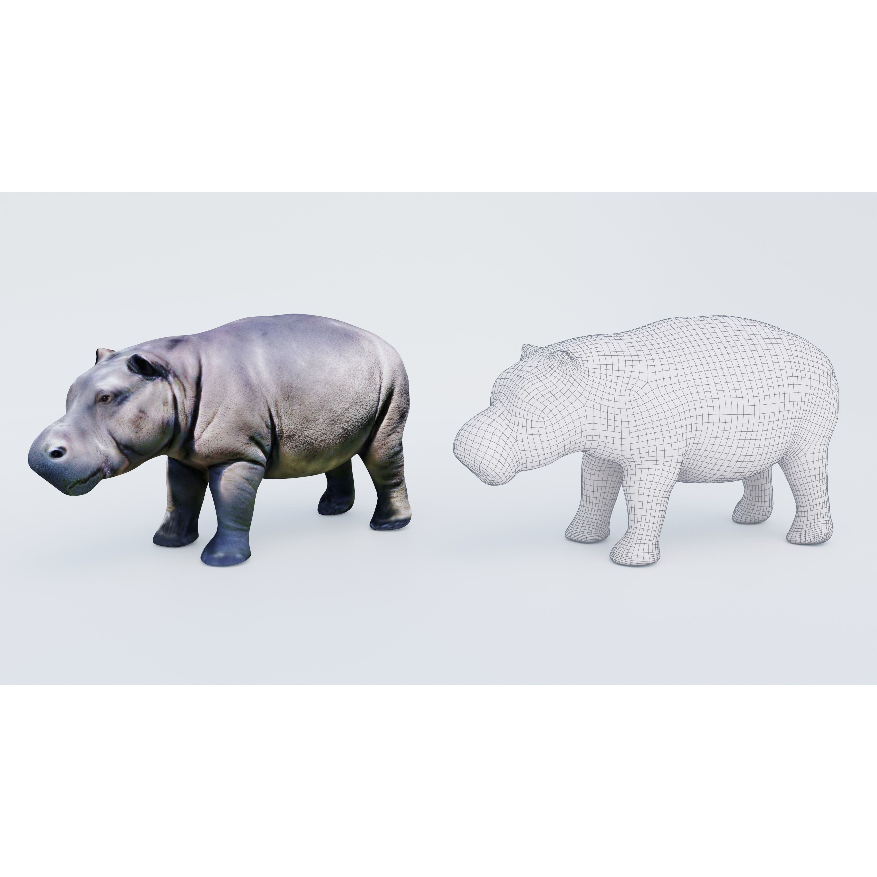 Hippopotamus Free 3D model 6