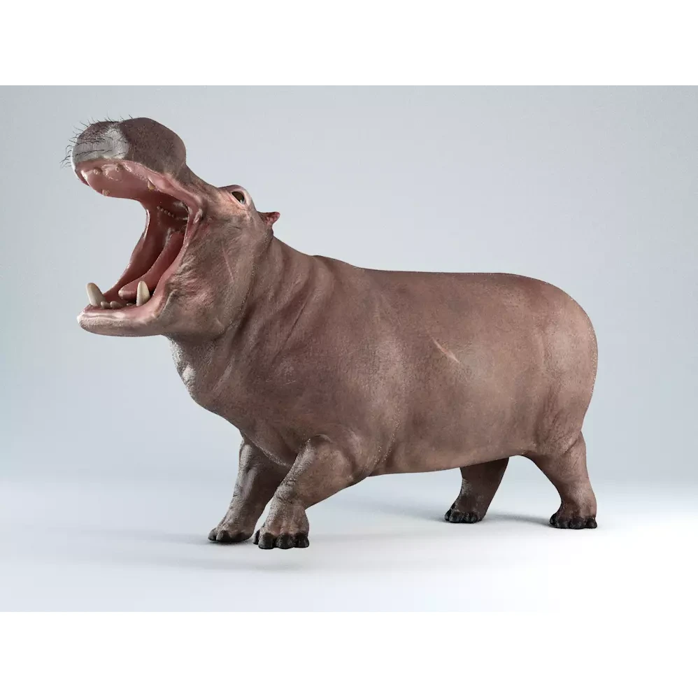 Hippopotamus Rigged 3D model