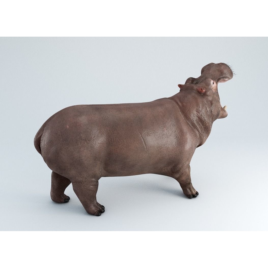 Hippopotamus Rigged 3D model 2