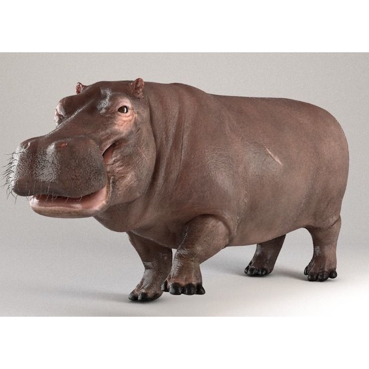 Hippopotamus Rigged 3D model 3