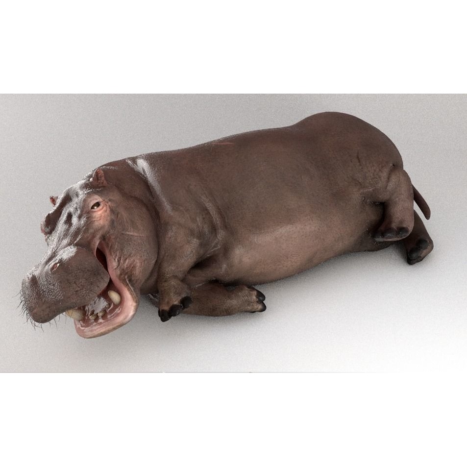 Hippopotamus Rigged 3D model 4