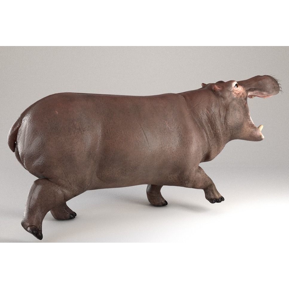 Hippopotamus Rigged 3D model 5