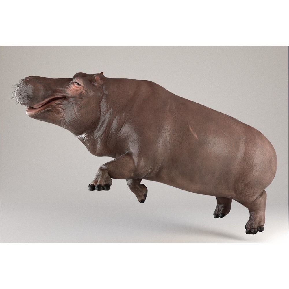 Hippopotamus Rigged 3D model 6