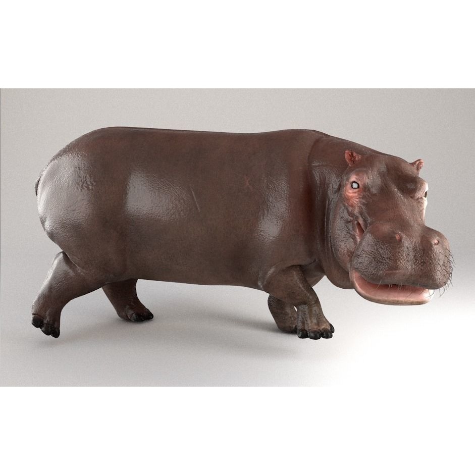 Hippopotamus Rigged 3D model 7