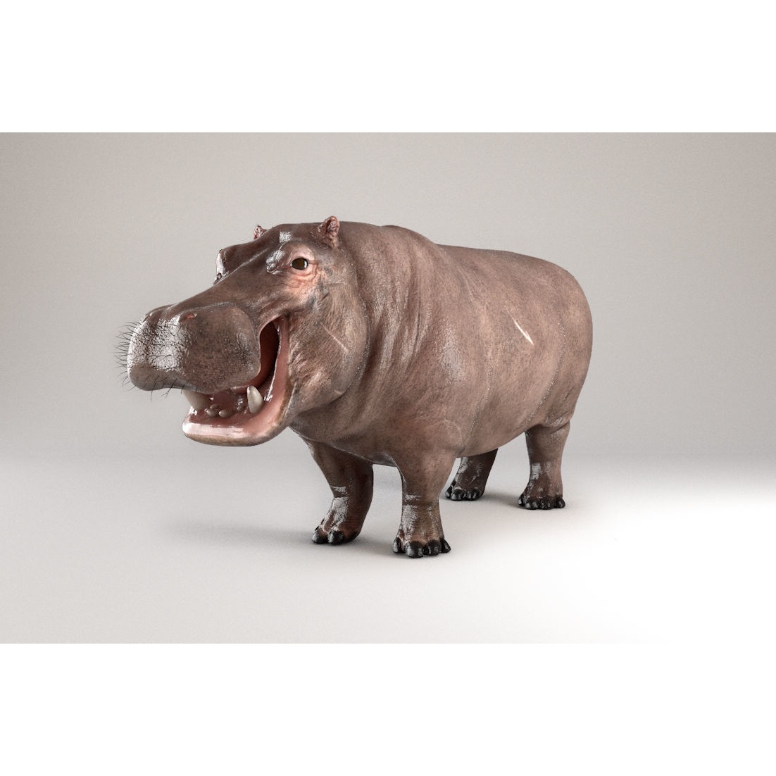 Hippopotamus Rigged 3D model 8