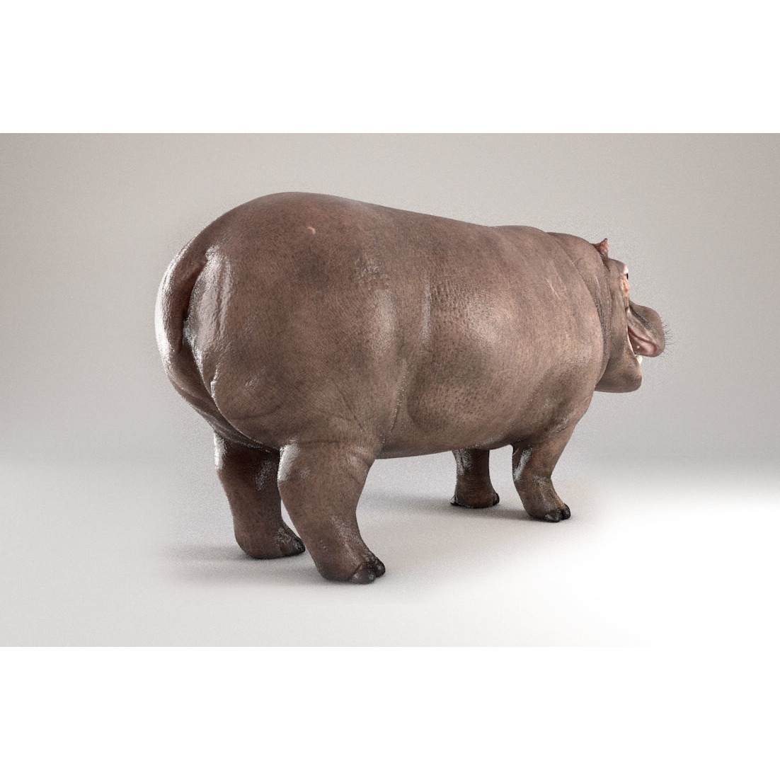 Hippopotamus Rigged 3D model 9