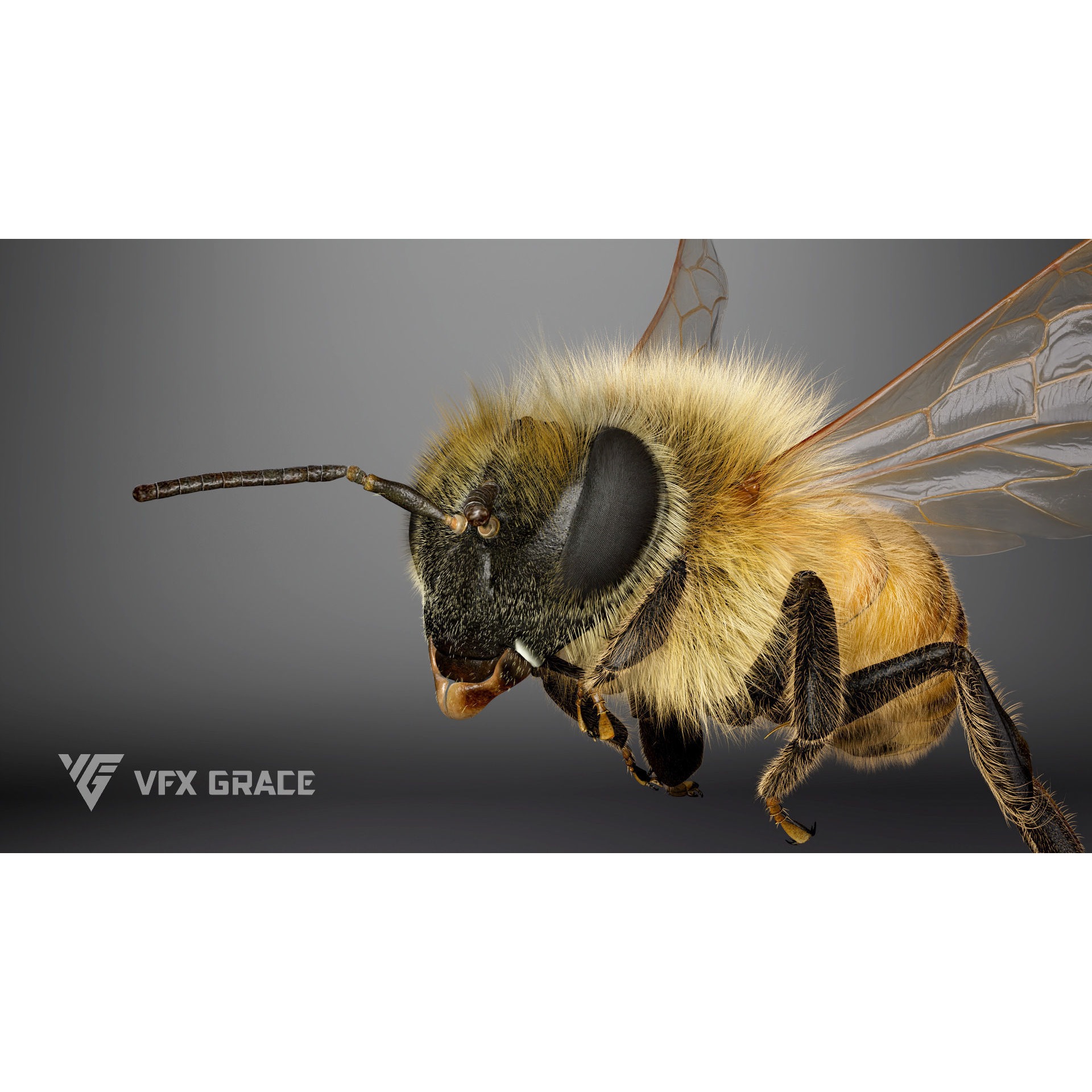 Honey bee Rig - MAYA 3D model 5