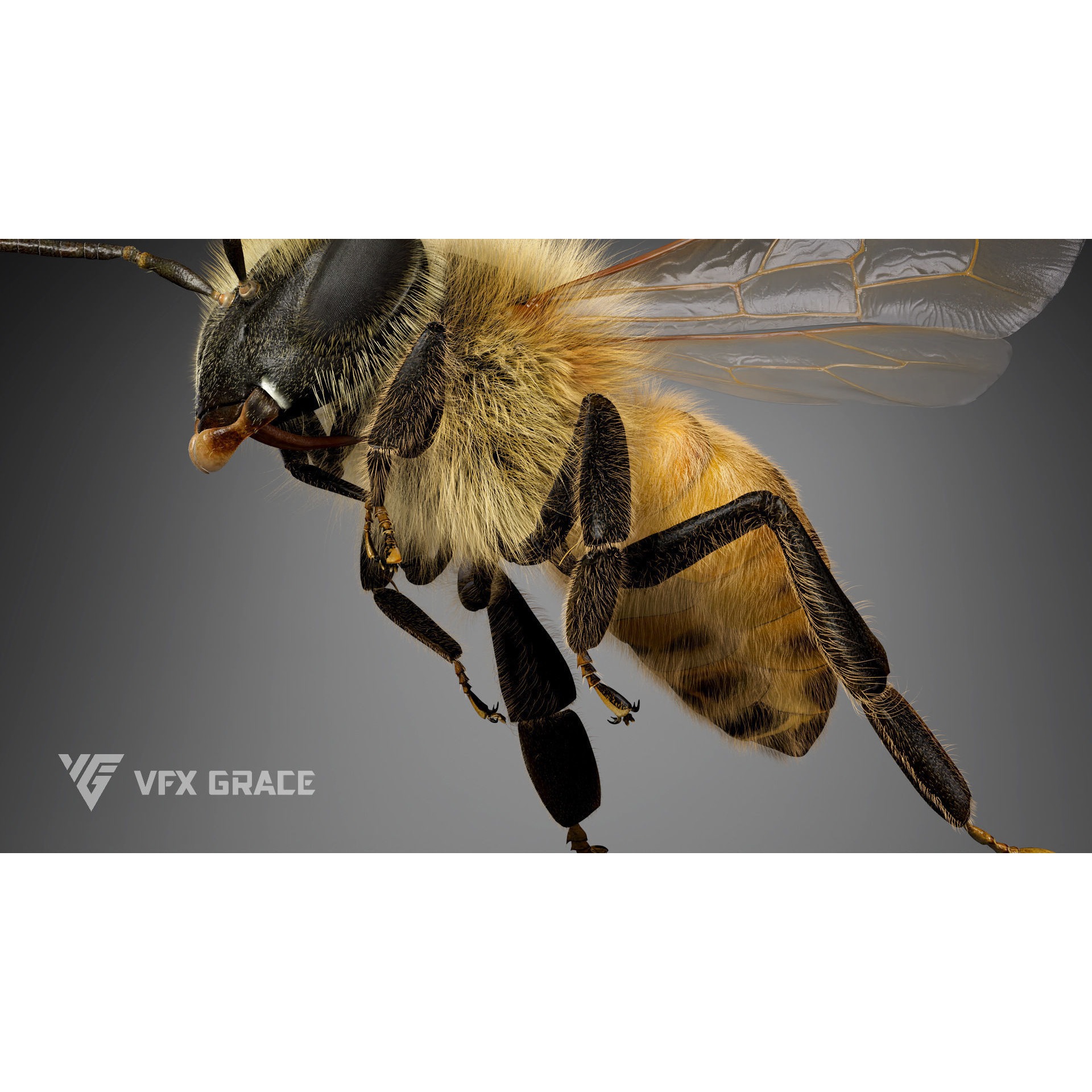 Honey bee Rig - MAYA 3D model 6