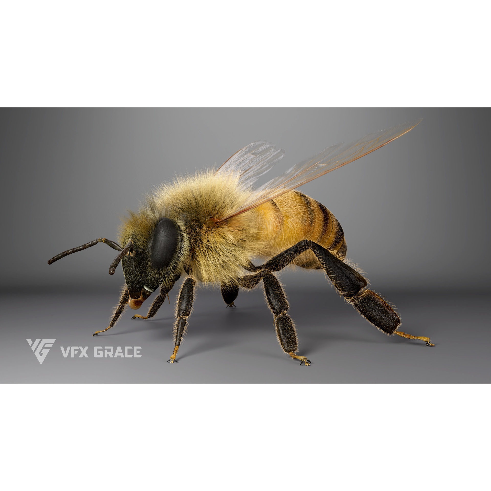 Honey bee Rig - MAYA 3D model 7