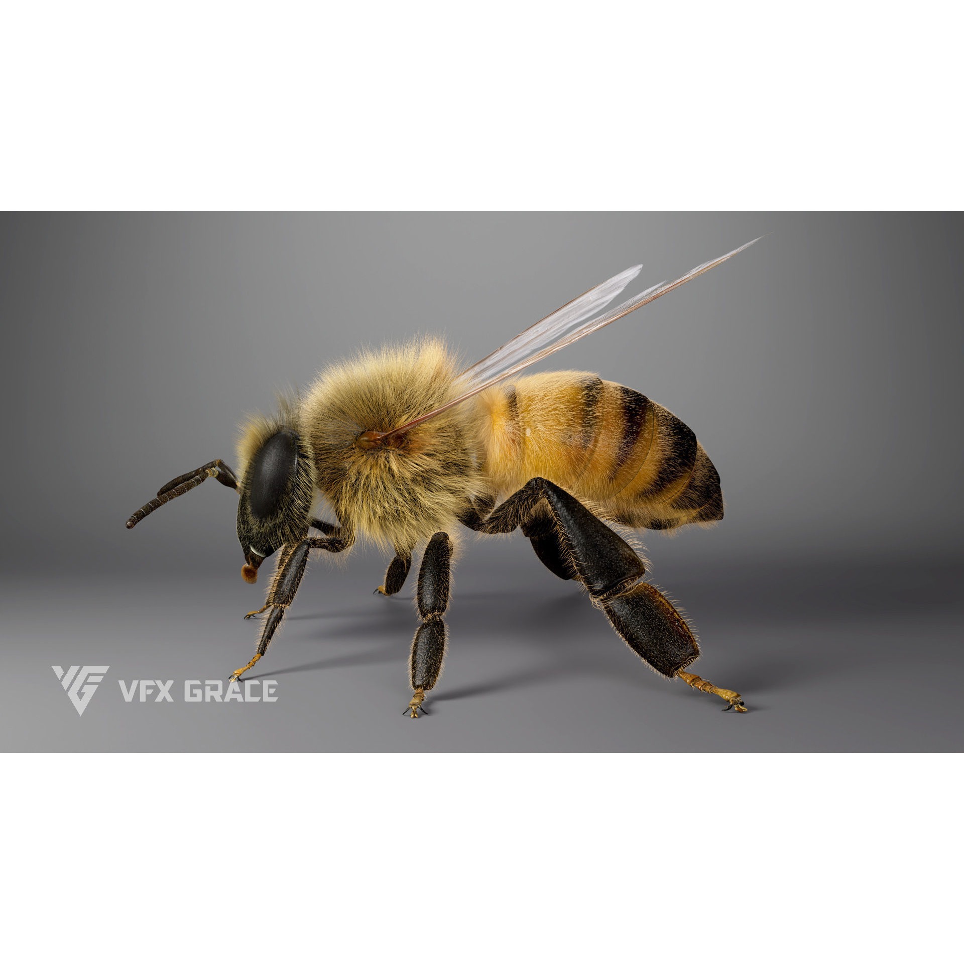 Honey bee Rig - MAYA 3D model 8