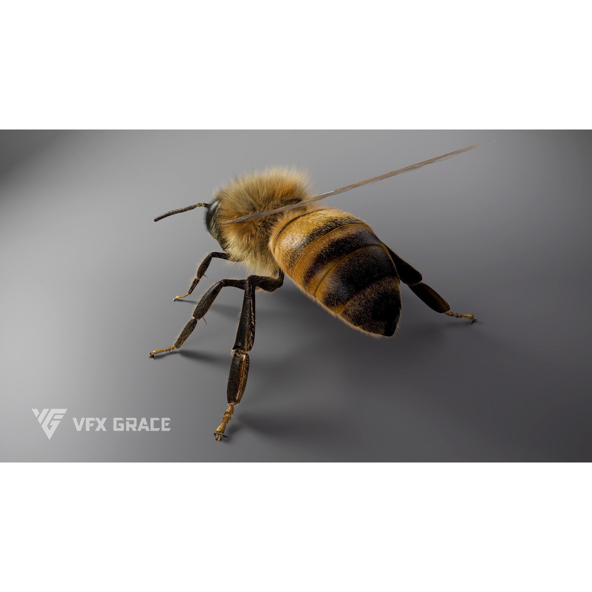 Honey bee Rig - MAYA 3D model 10