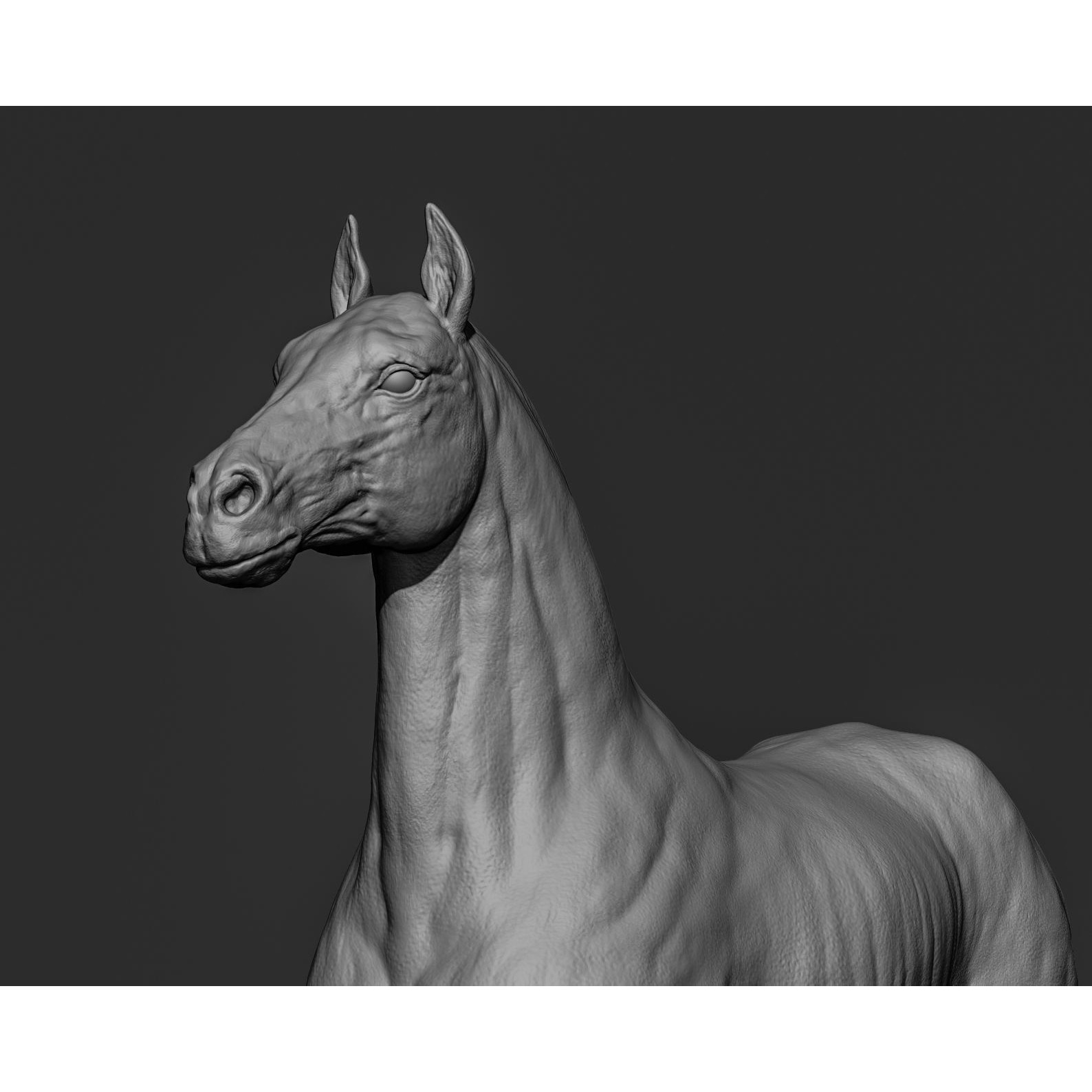 Horse Free 3D model (2) 7