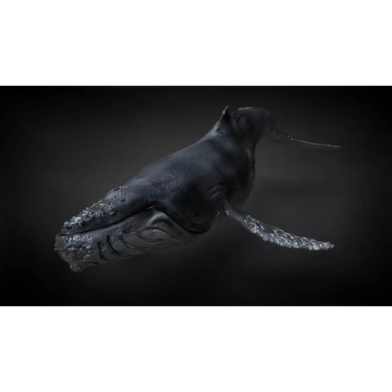 Humpback Whale C4D Rigged 3D model