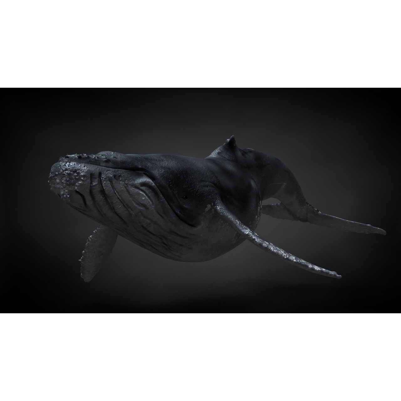 Humpback Whale C4D Rigged 3D model 2