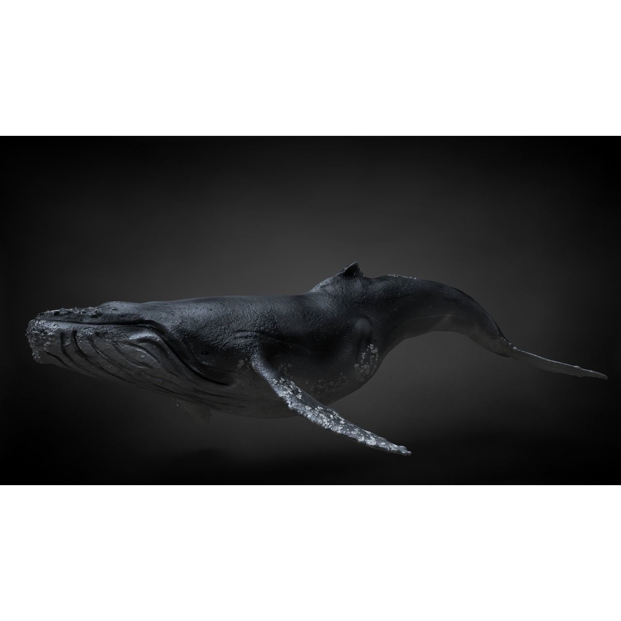 Humpback Whale C4D Rigged 3D model 3