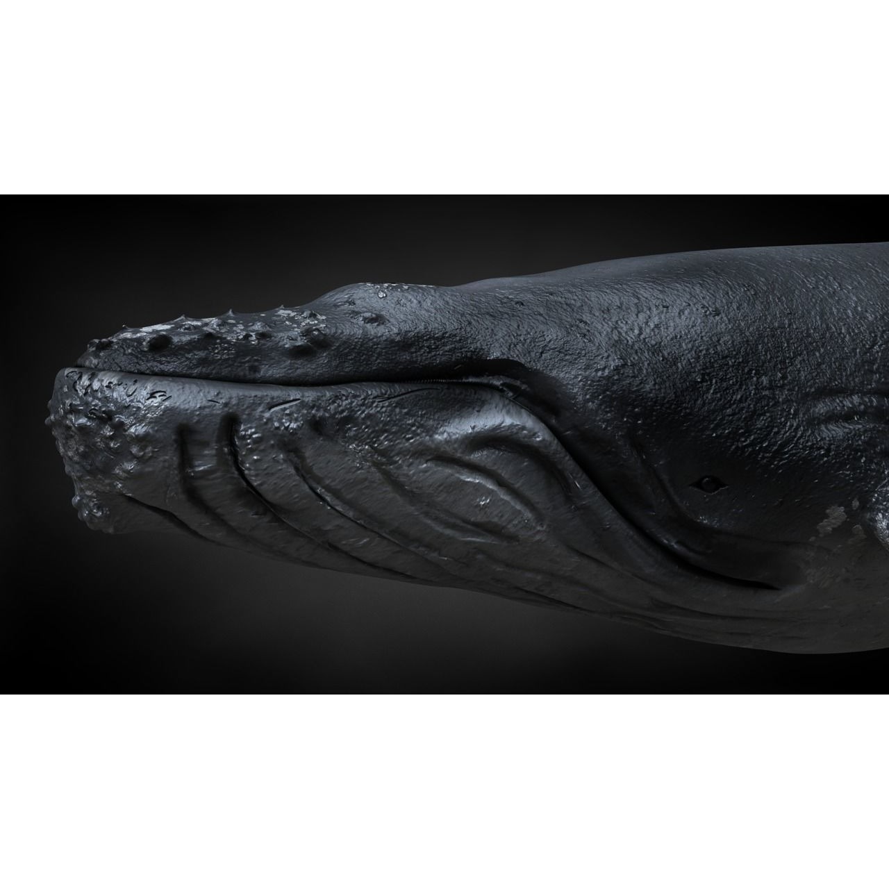 Humpback Whale C4D Rigged 3D model 4