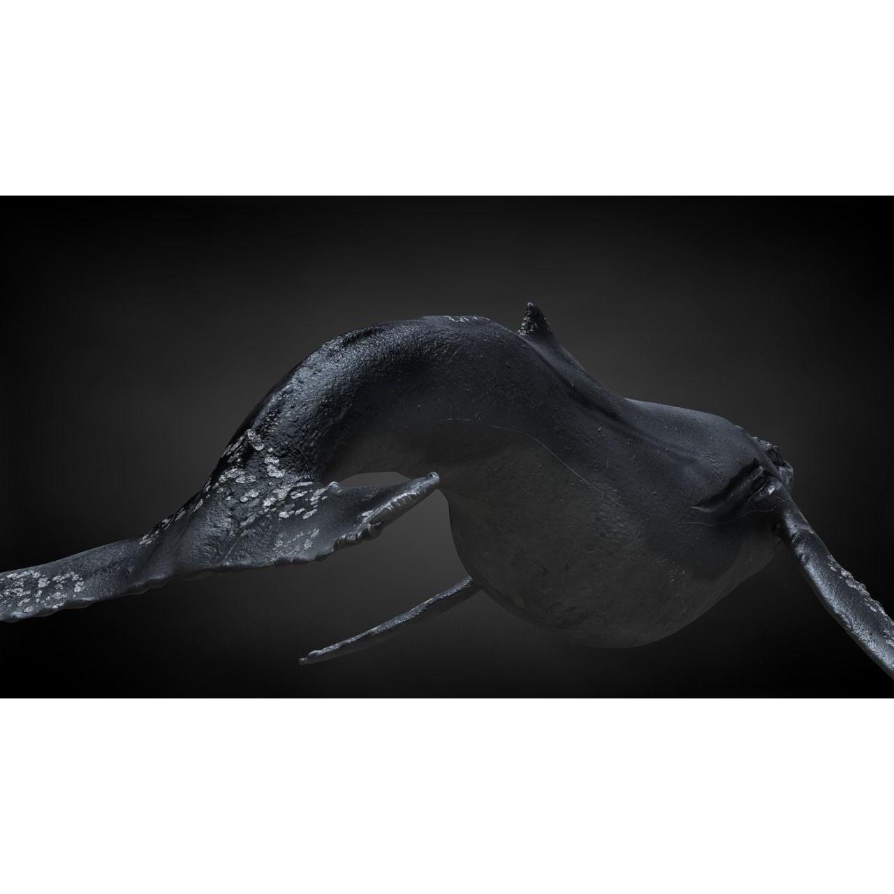Humpback Whale C4D Rigged 3D model 5