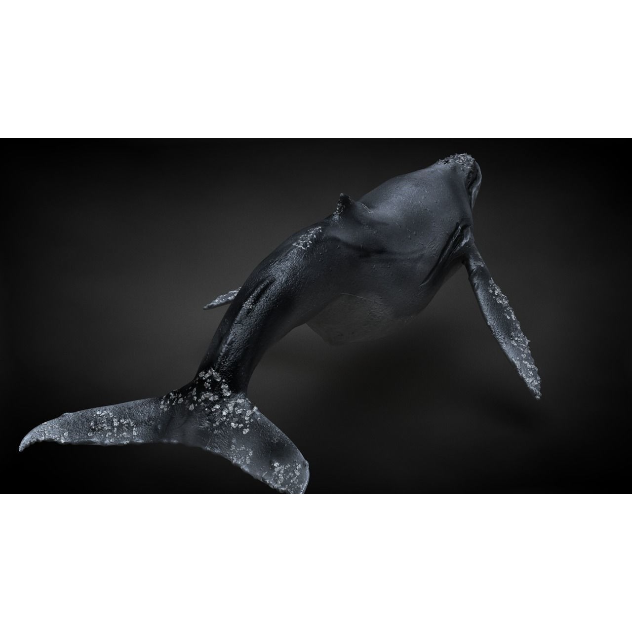 Humpback Whale C4D Rigged 3D model 6