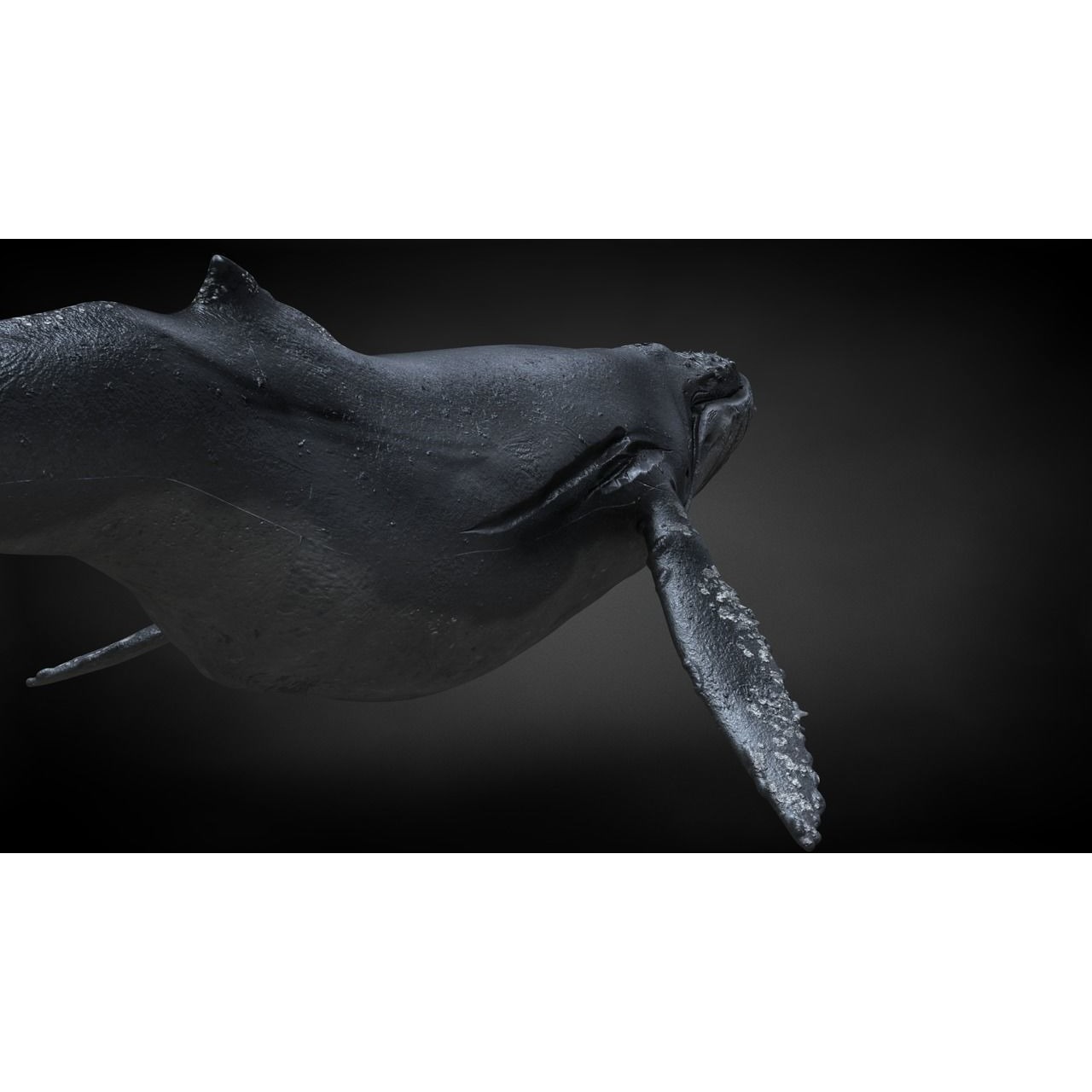 Humpback Whale C4D Rigged 3D model 7