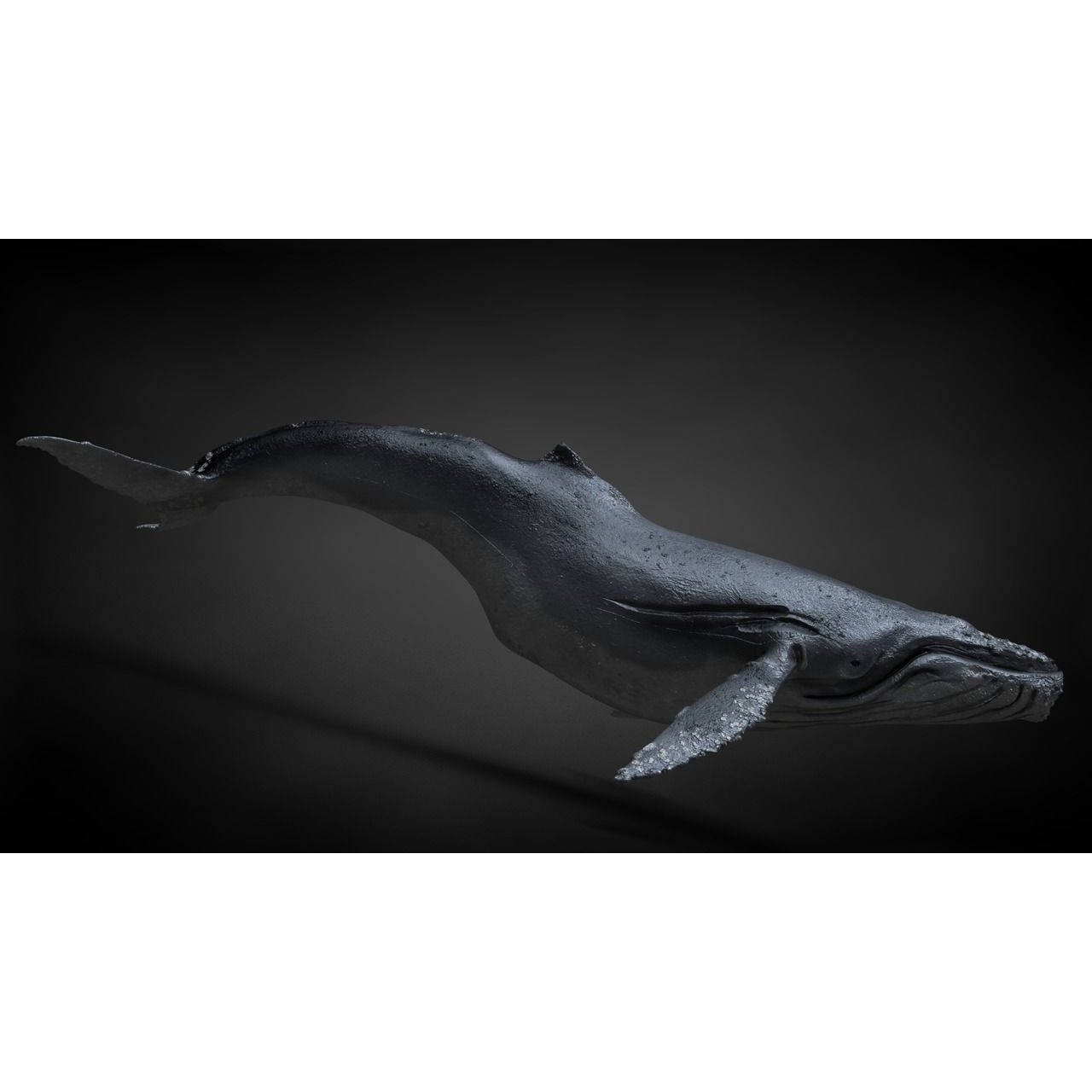 Humpback Whale C4D Rigged 3D model 8