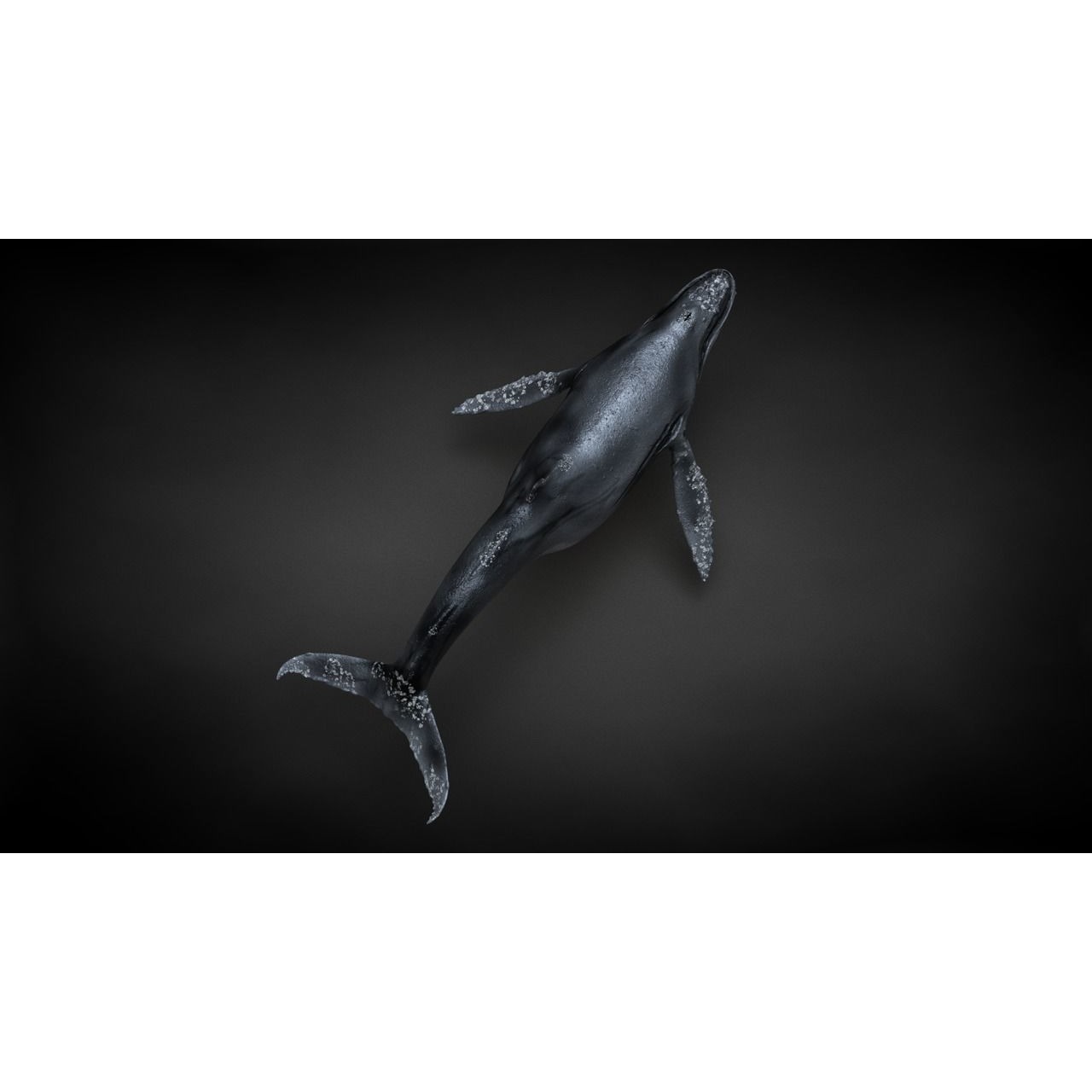 Humpback Whale C4D Rigged 3D model 9