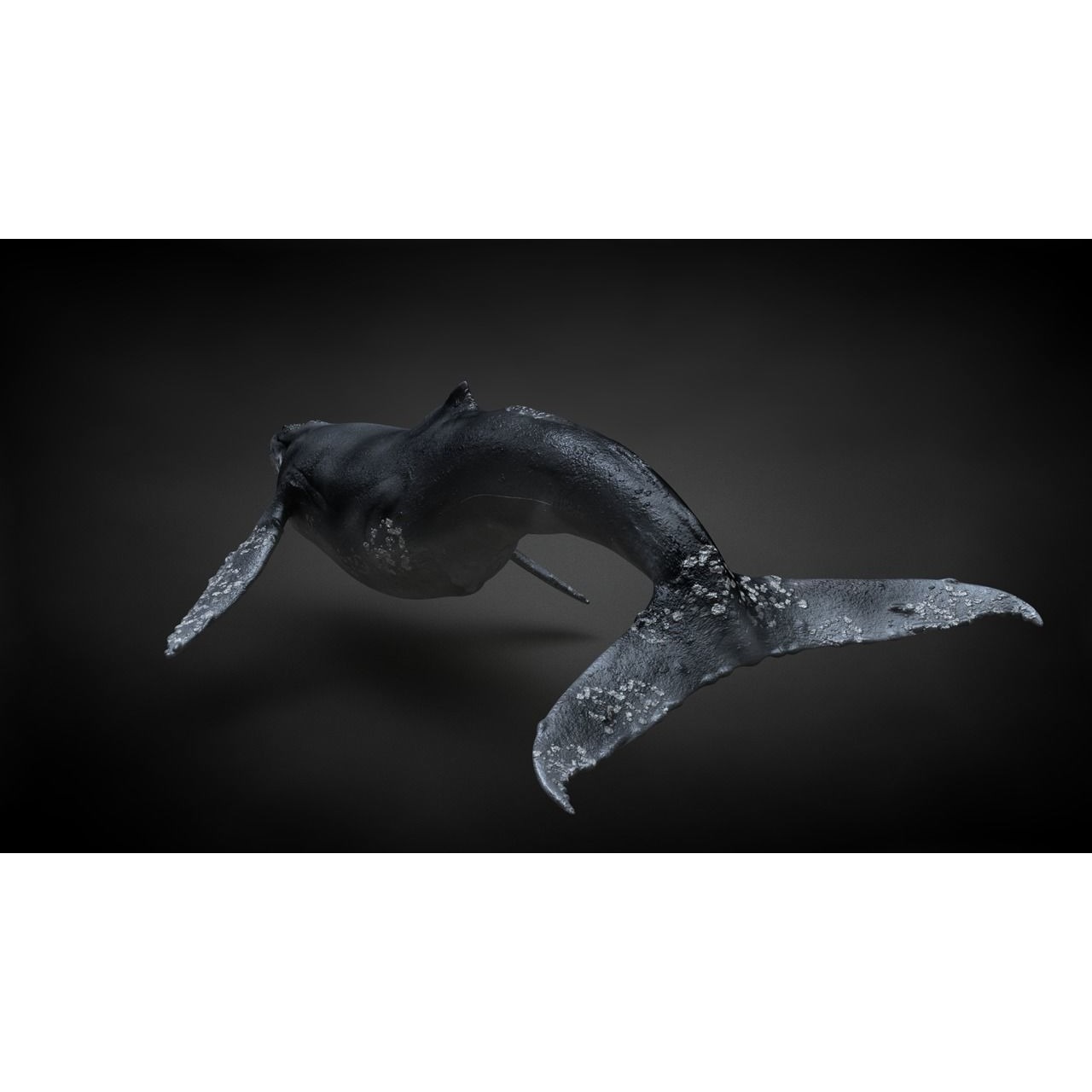 Humpback Whale C4D Rigged 3D model 10