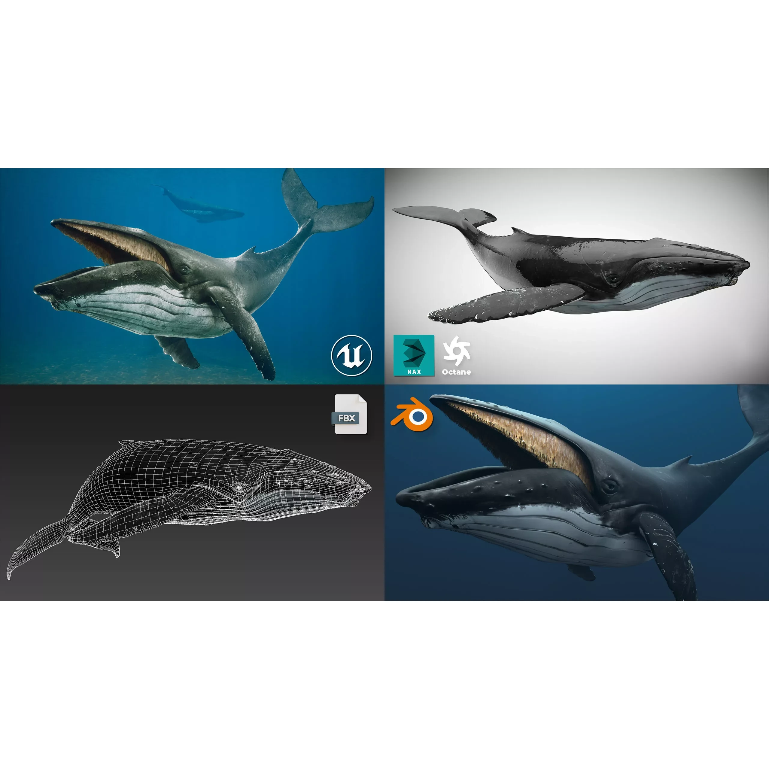 Humpback Whale Low-poly 3D model 2