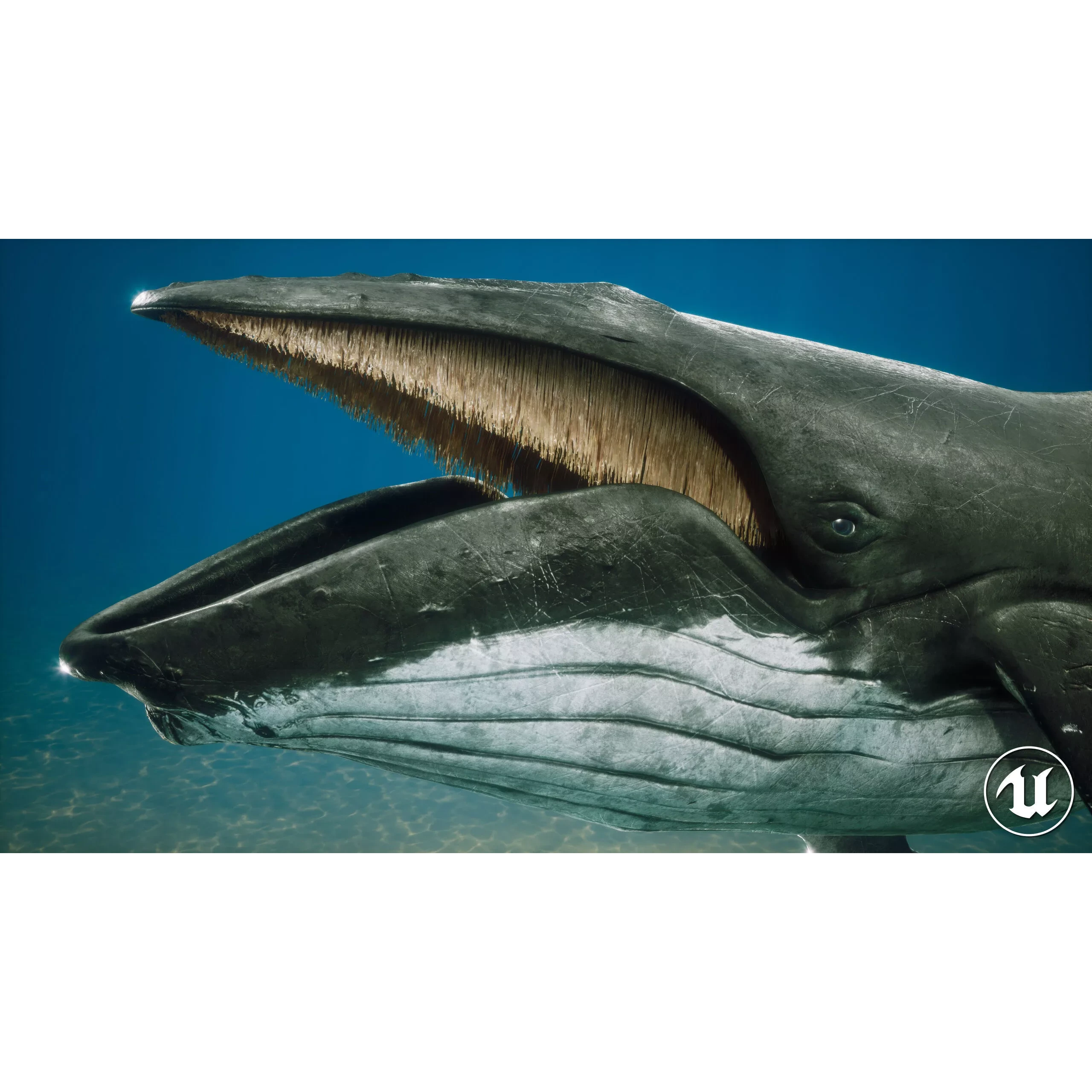Humpback Whale Low-poly 3D model 4