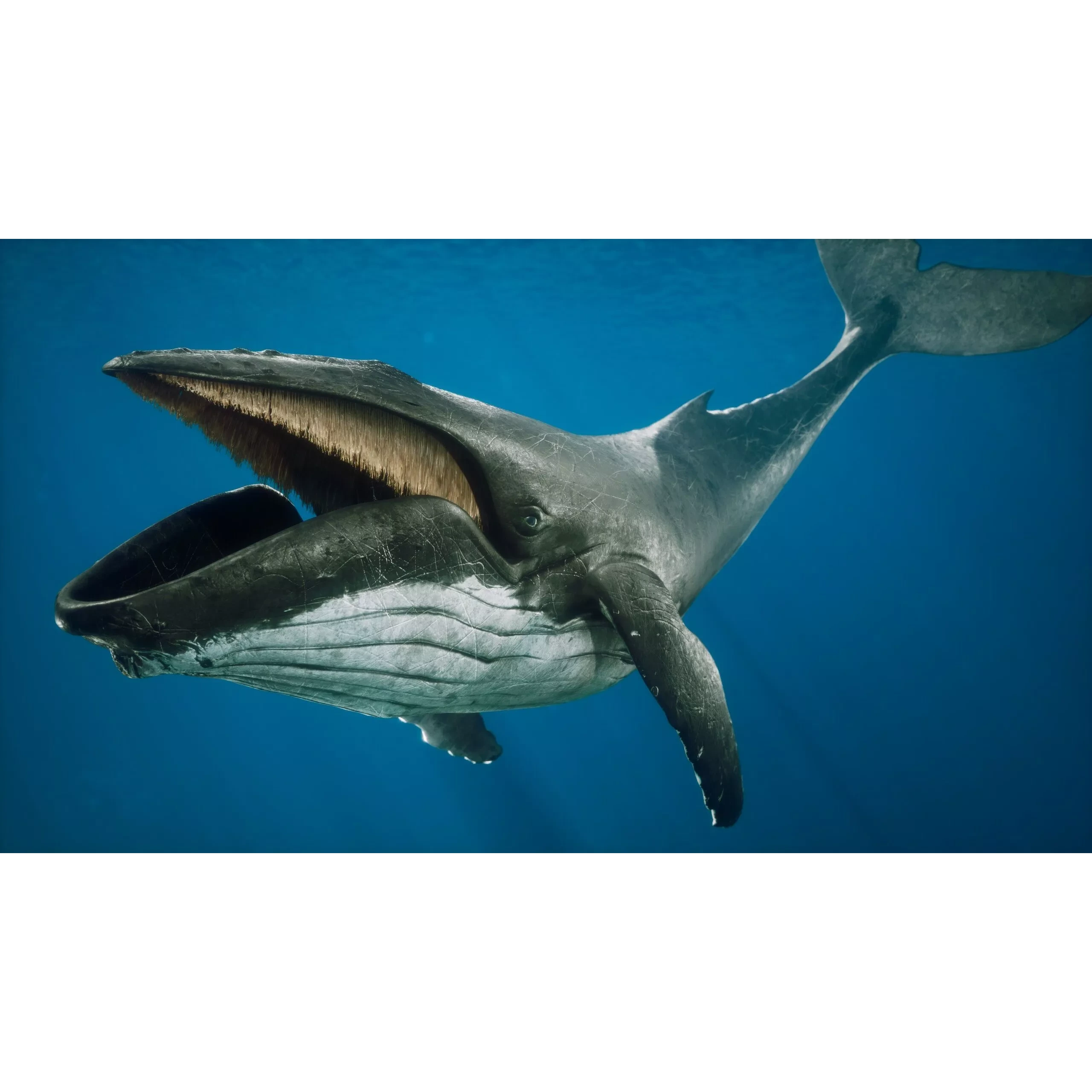 Humpback Whale Low-poly 3D model 5