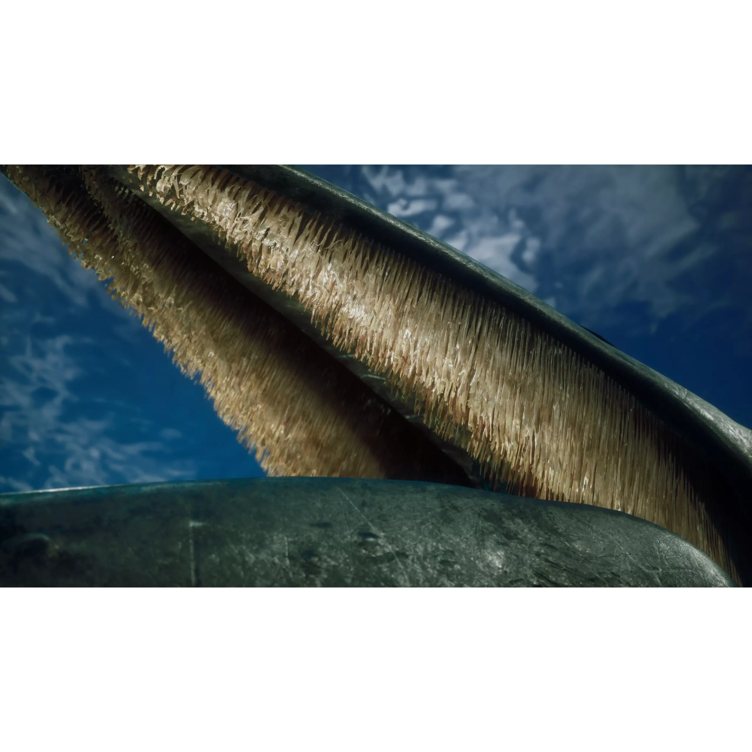 Humpback Whale Low-poly 3D model 7