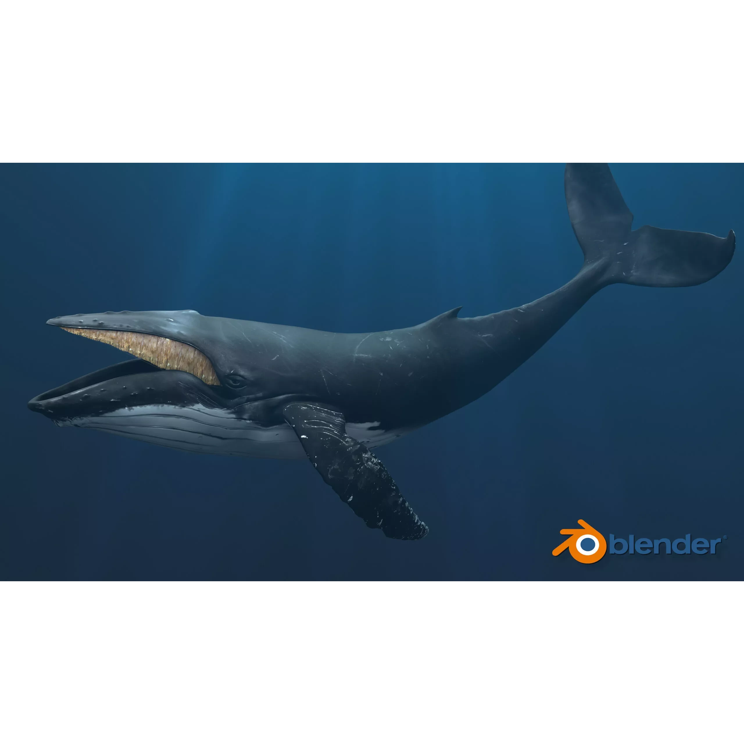 Humpback Whale Low-poly 3D model 10