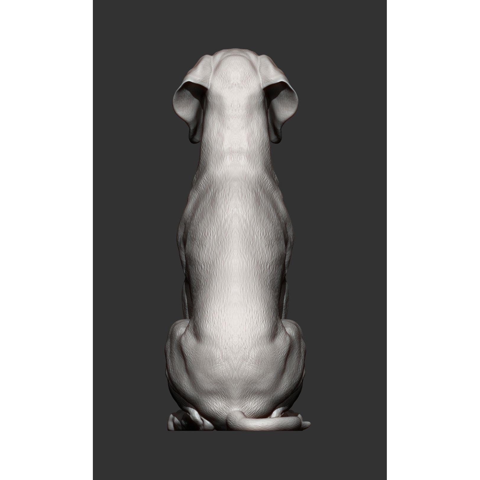Hungarian vizsla Hungarian Pointing Dog 3D print model 5