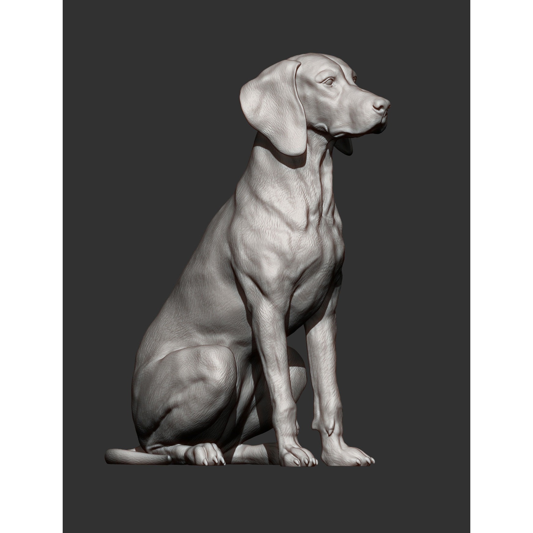 Hungarian vizsla Hungarian Pointing Dog 3D print model 7