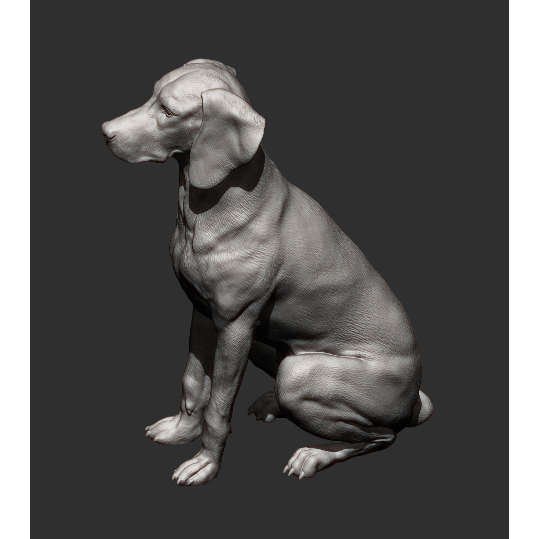 Hungarian vizsla Hungarian Pointing Dog 3D print model 8
