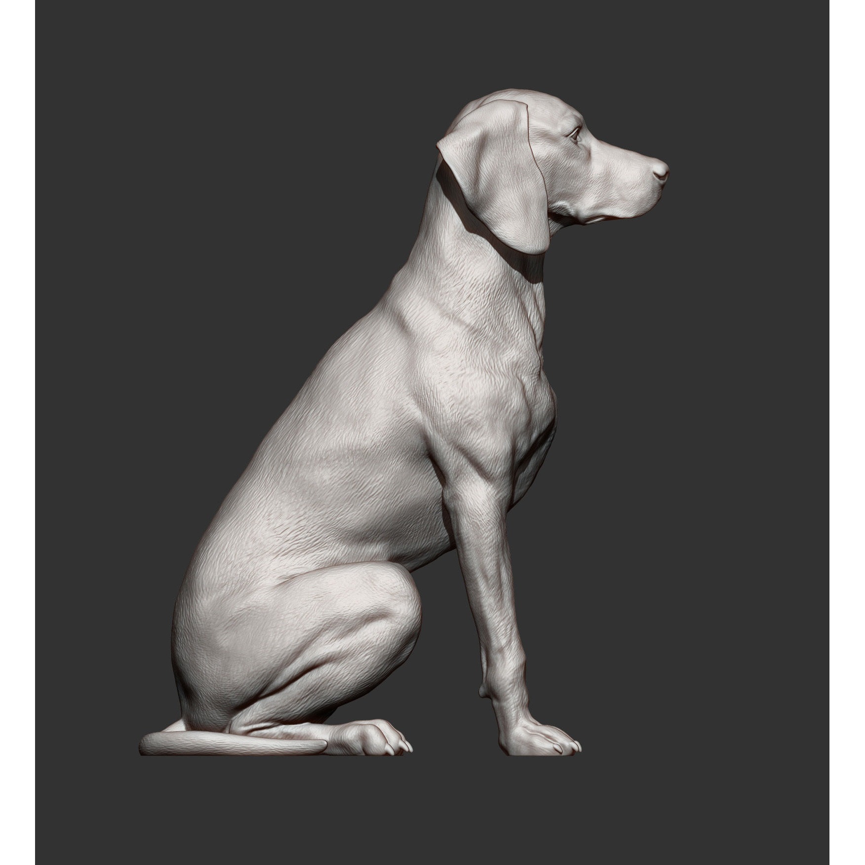 Hungarian vizsla Hungarian Pointing Dog 3D print model 9