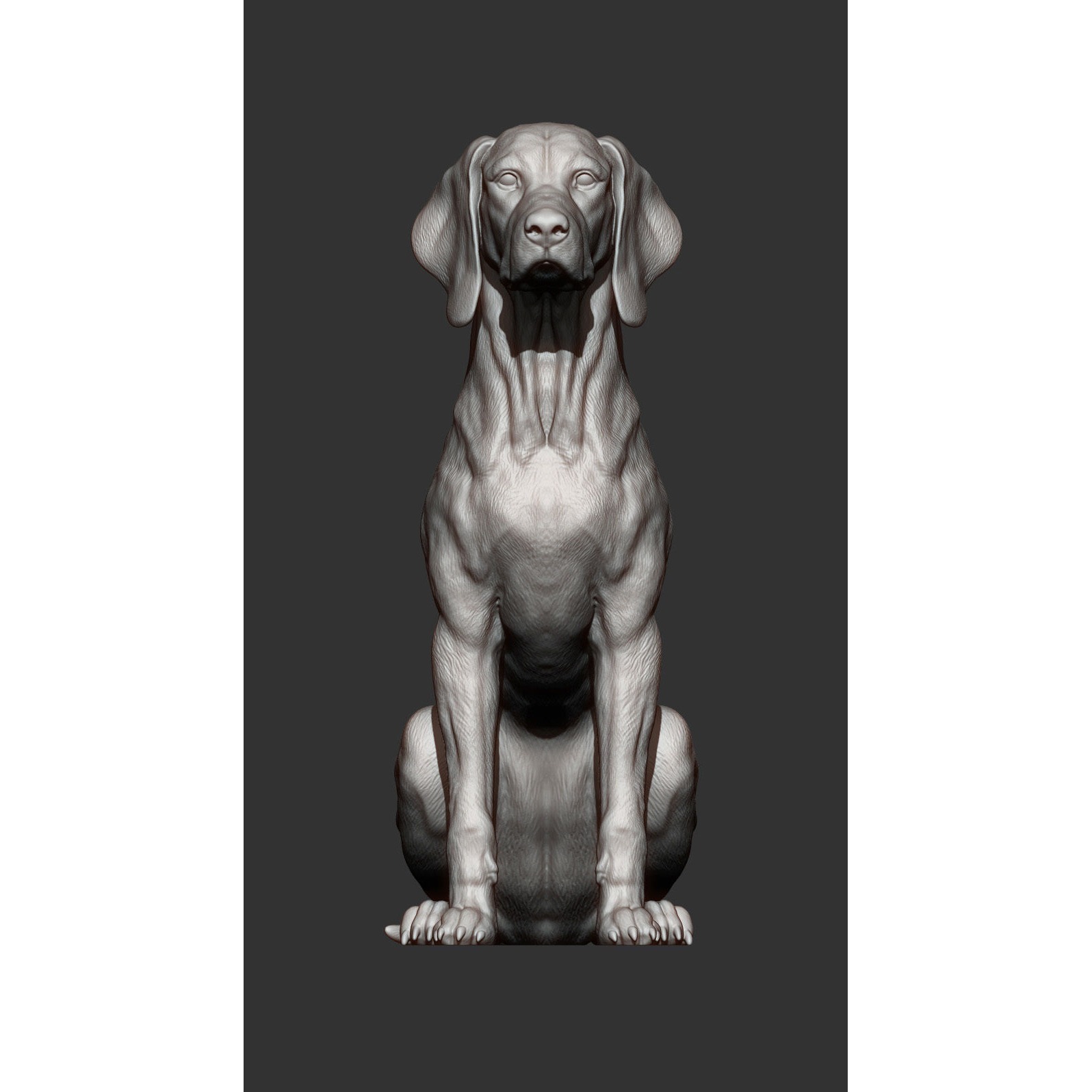 Hungarian vizsla Hungarian Pointing Dog 3D print model 10